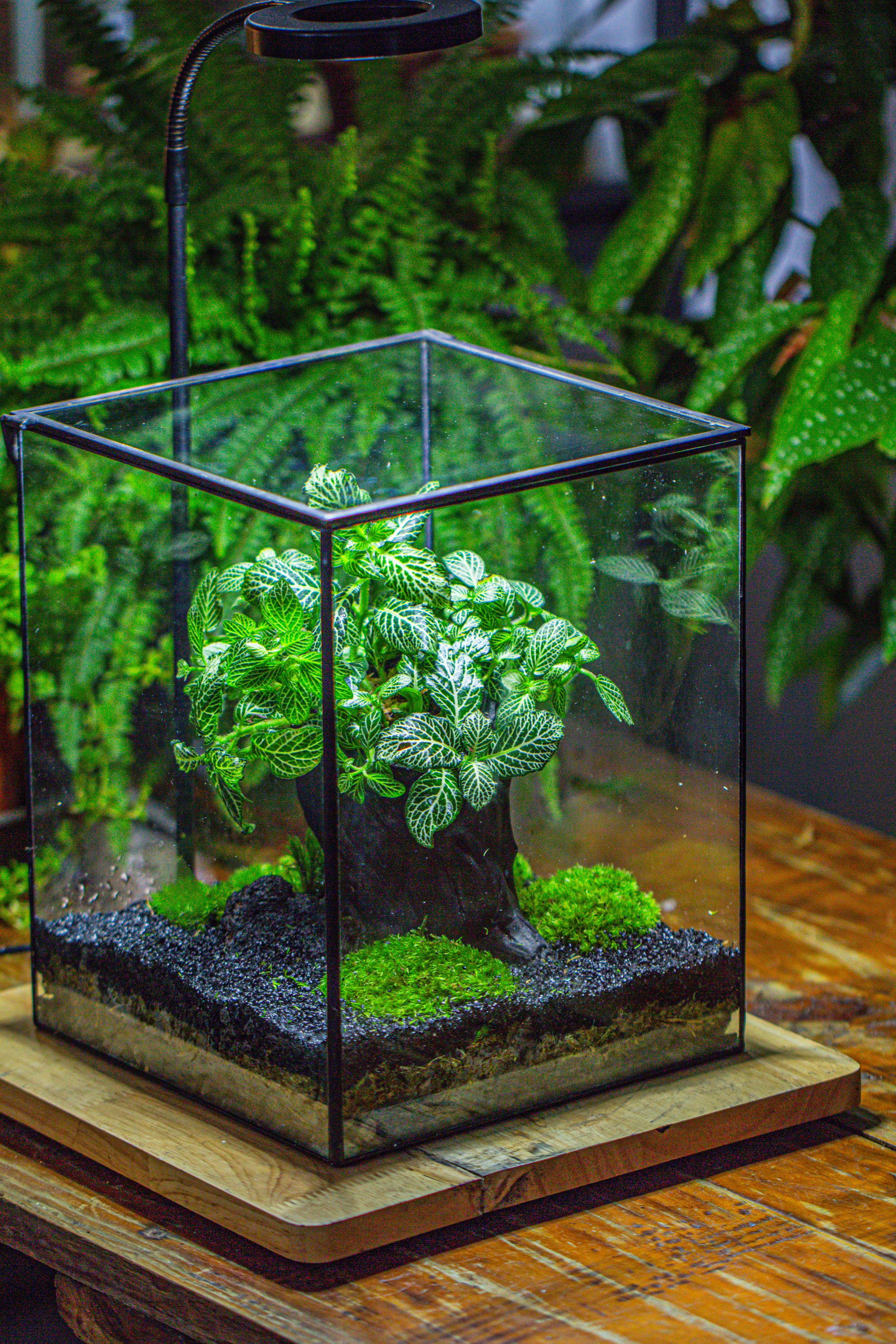 竖版大长方形 上开盖 - NCYPgarden