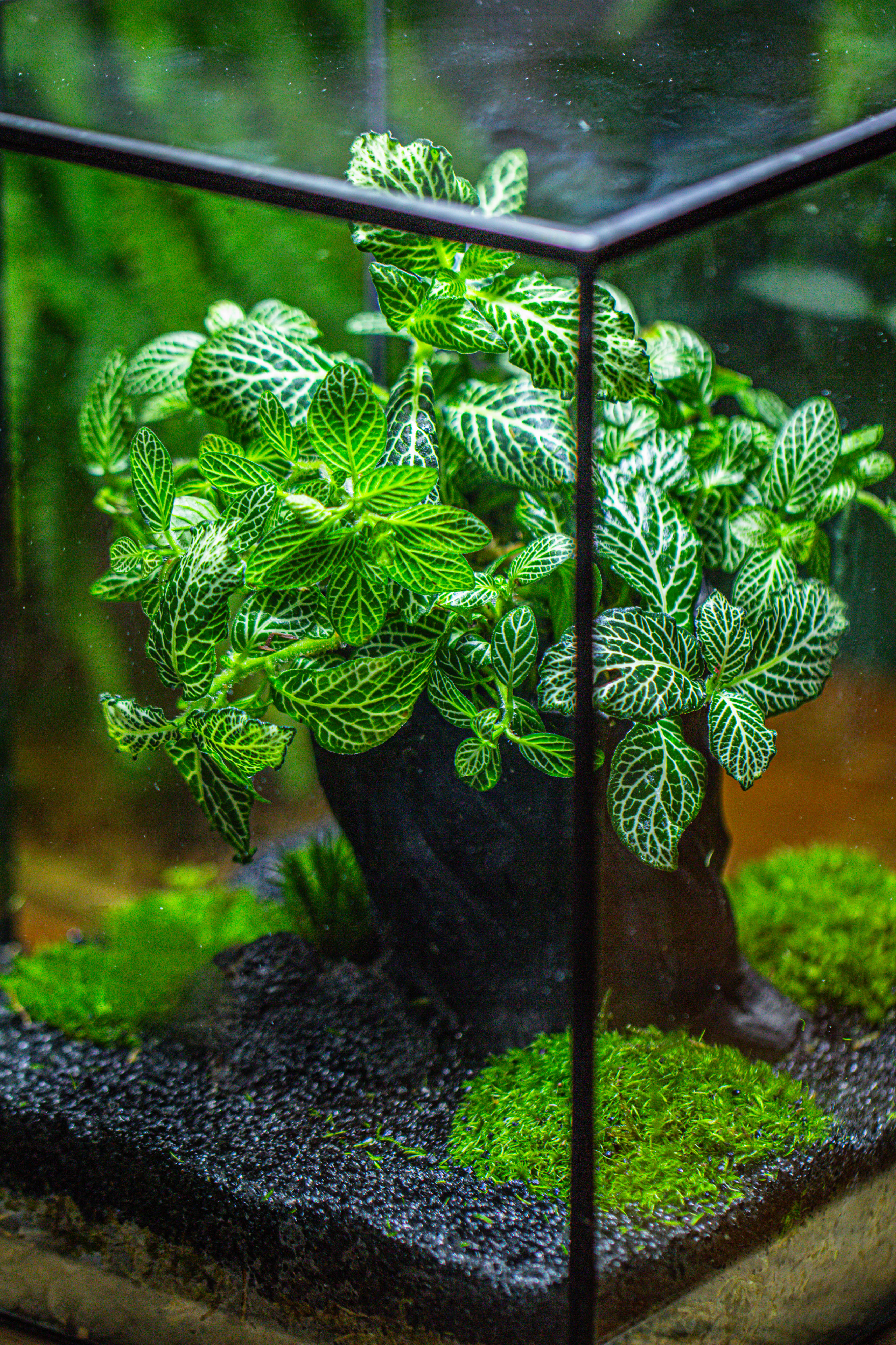 竖版大长方形 上开盖 - NCYPgarden