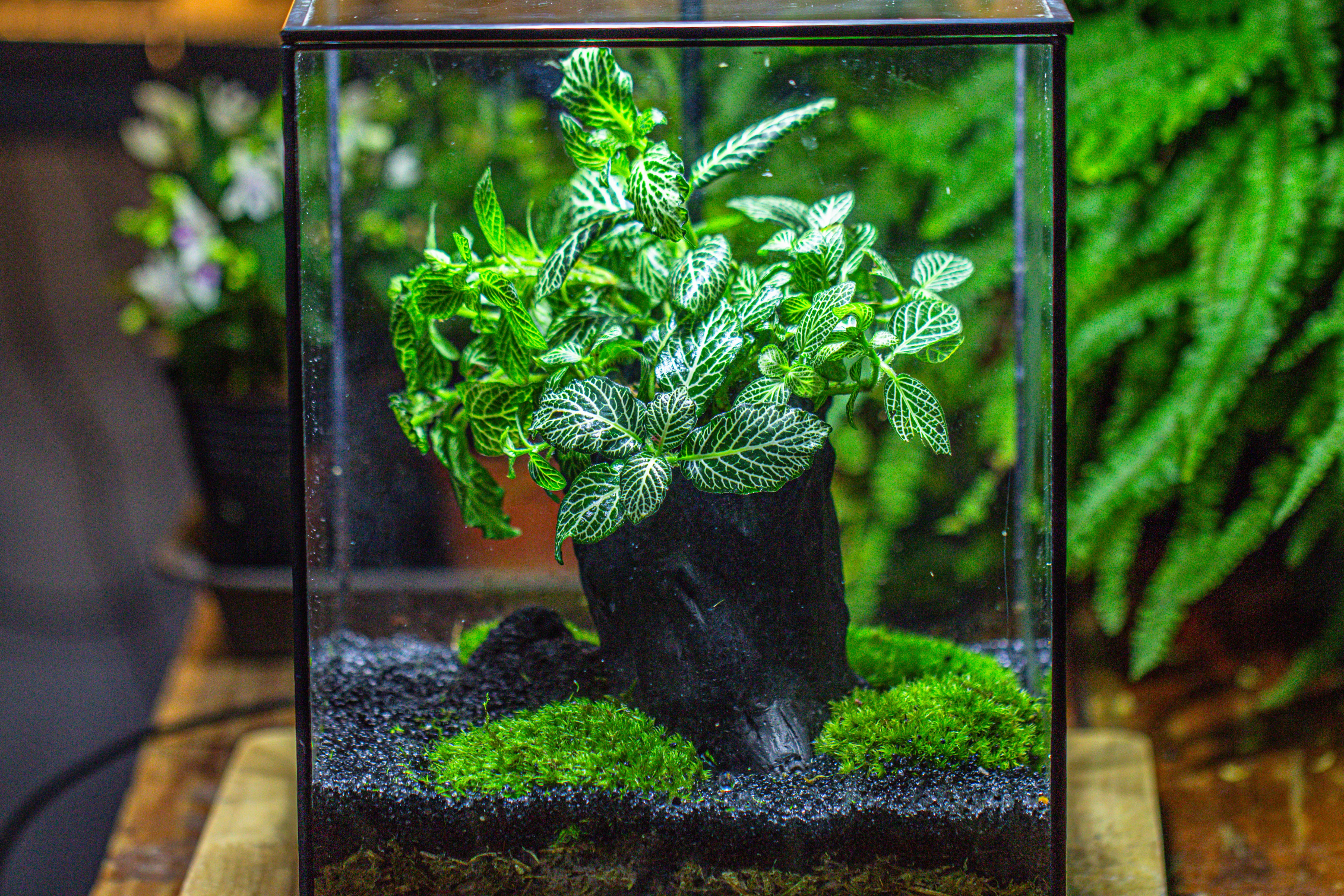 竖版大长方形 上开盖 - NCYPgarden