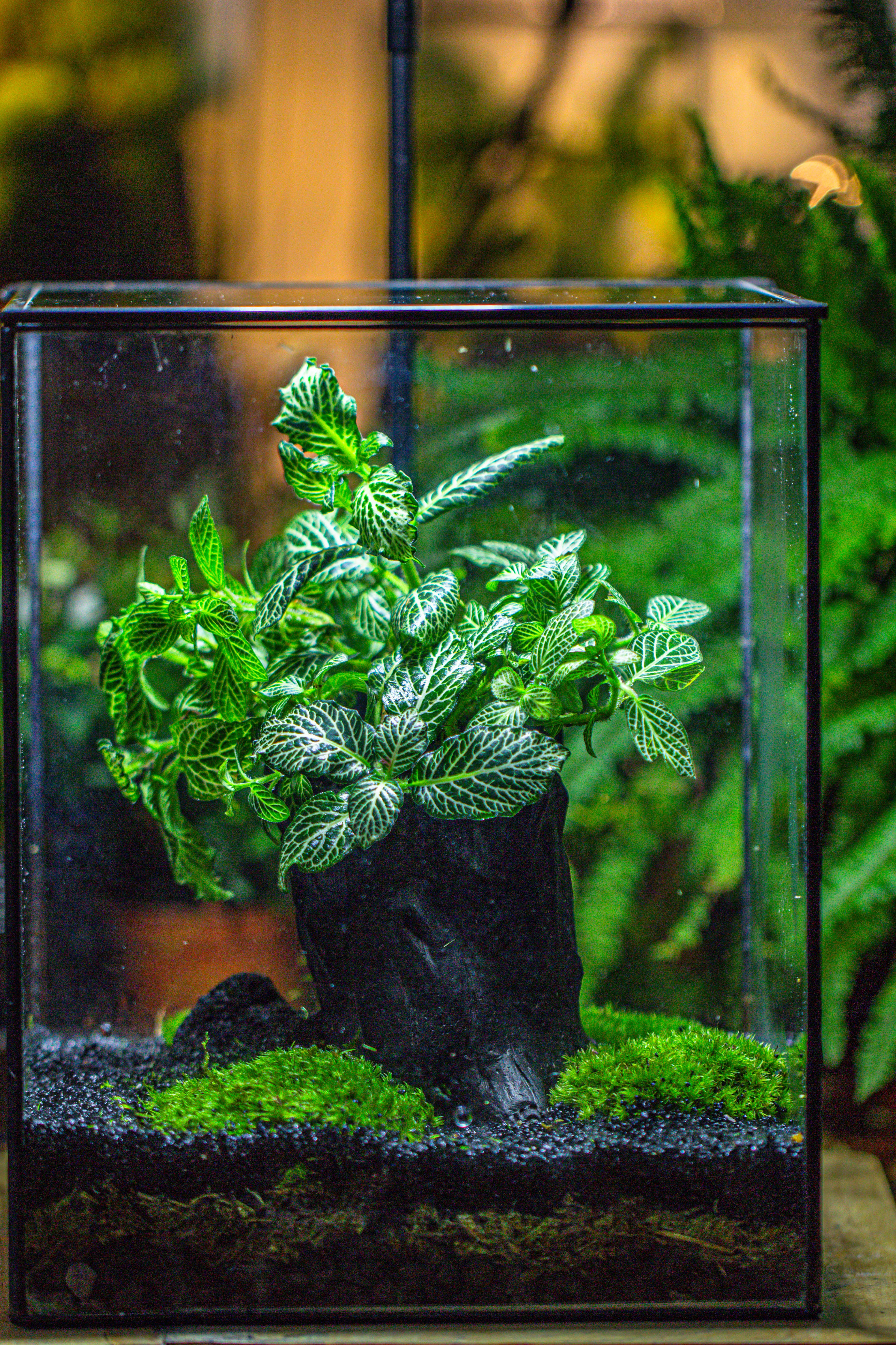 竖版大长方形 上开盖 - NCYPgarden