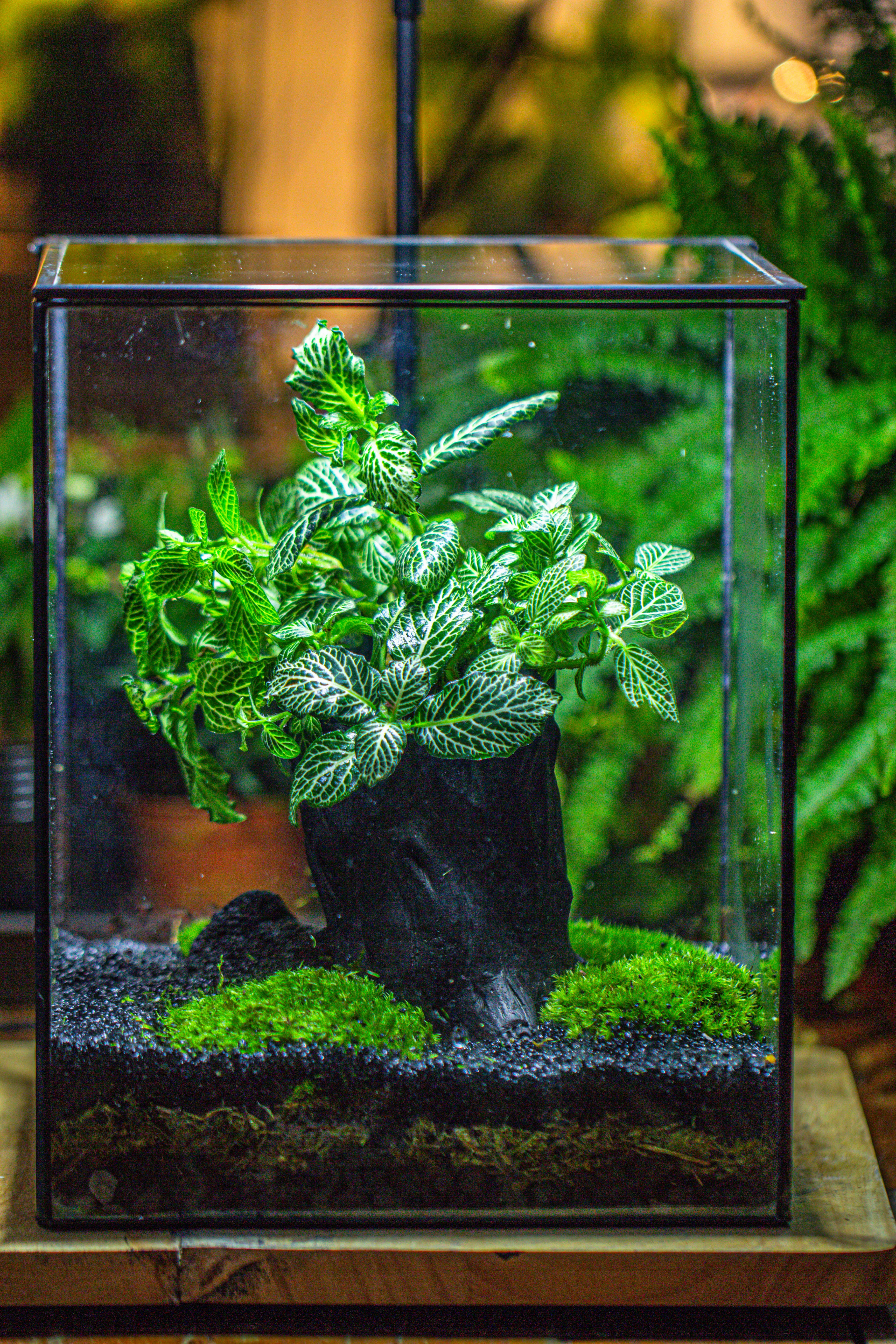 竖版大长方形 上开盖 - NCYPgarden