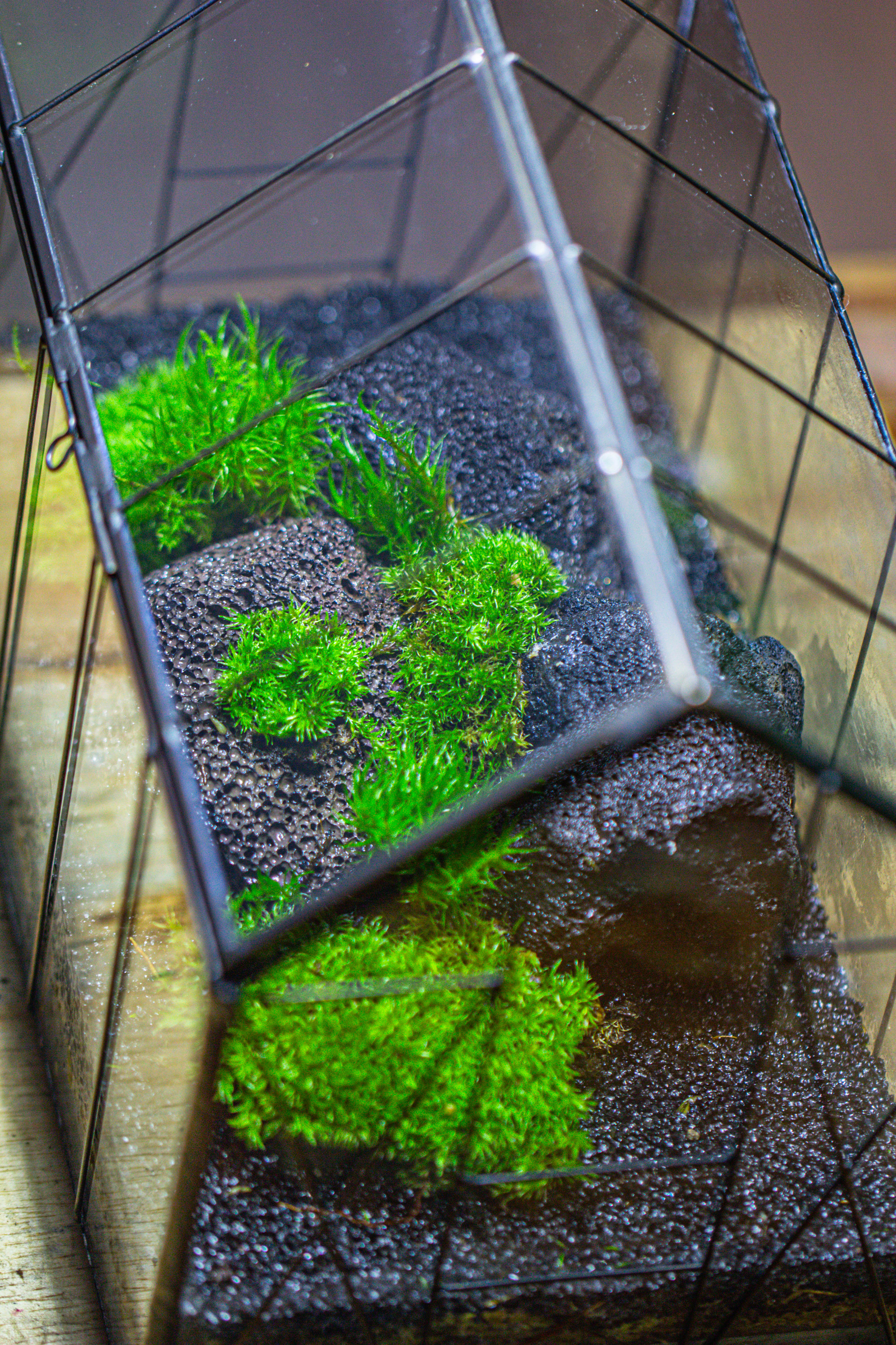 Handmade Vintage Greenhouse Inspired Tin Terrarium with LED Grow Light Set, Closed Glass Planter Set - NCYPgarden