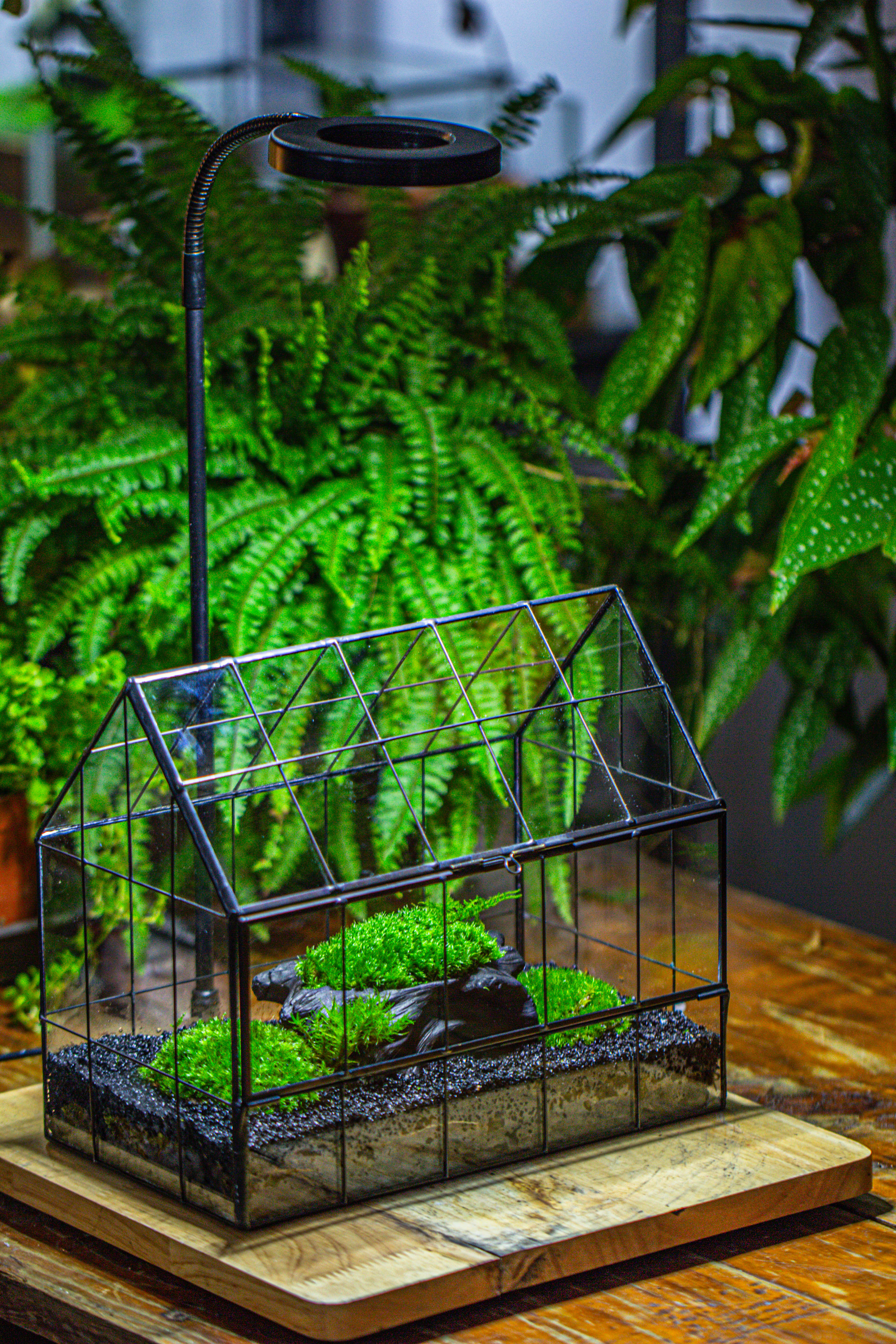 Handmade Glass Terrarium with LED Grow Light Set, Side Door Closed Geometric GreenHouse with Base and Light Set - NCYPgarden