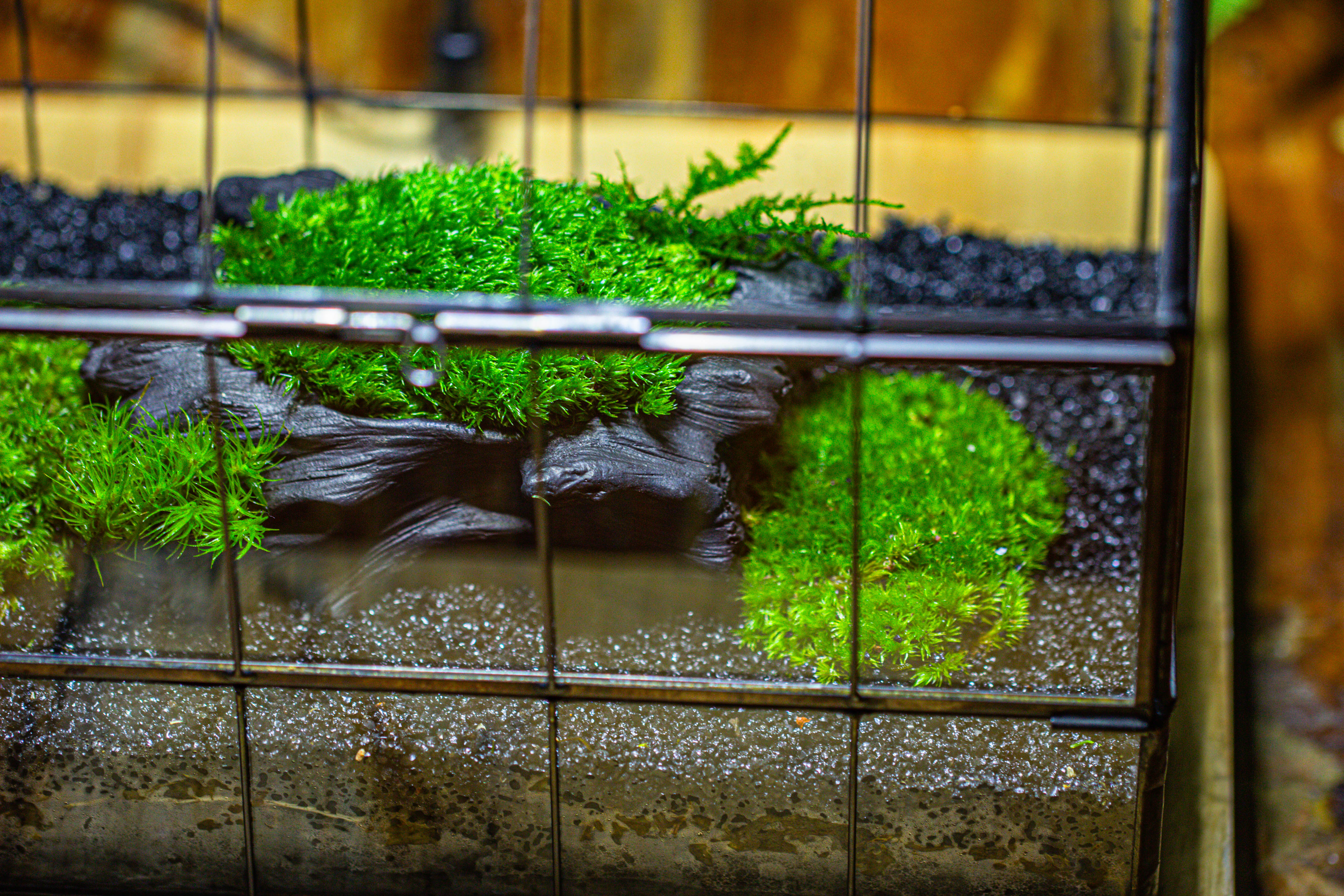 Black Theme Moss and  Black Tree Stump Vintage Greenhgouse  Tin and Glass Terrarium Kit - NCYPgarden