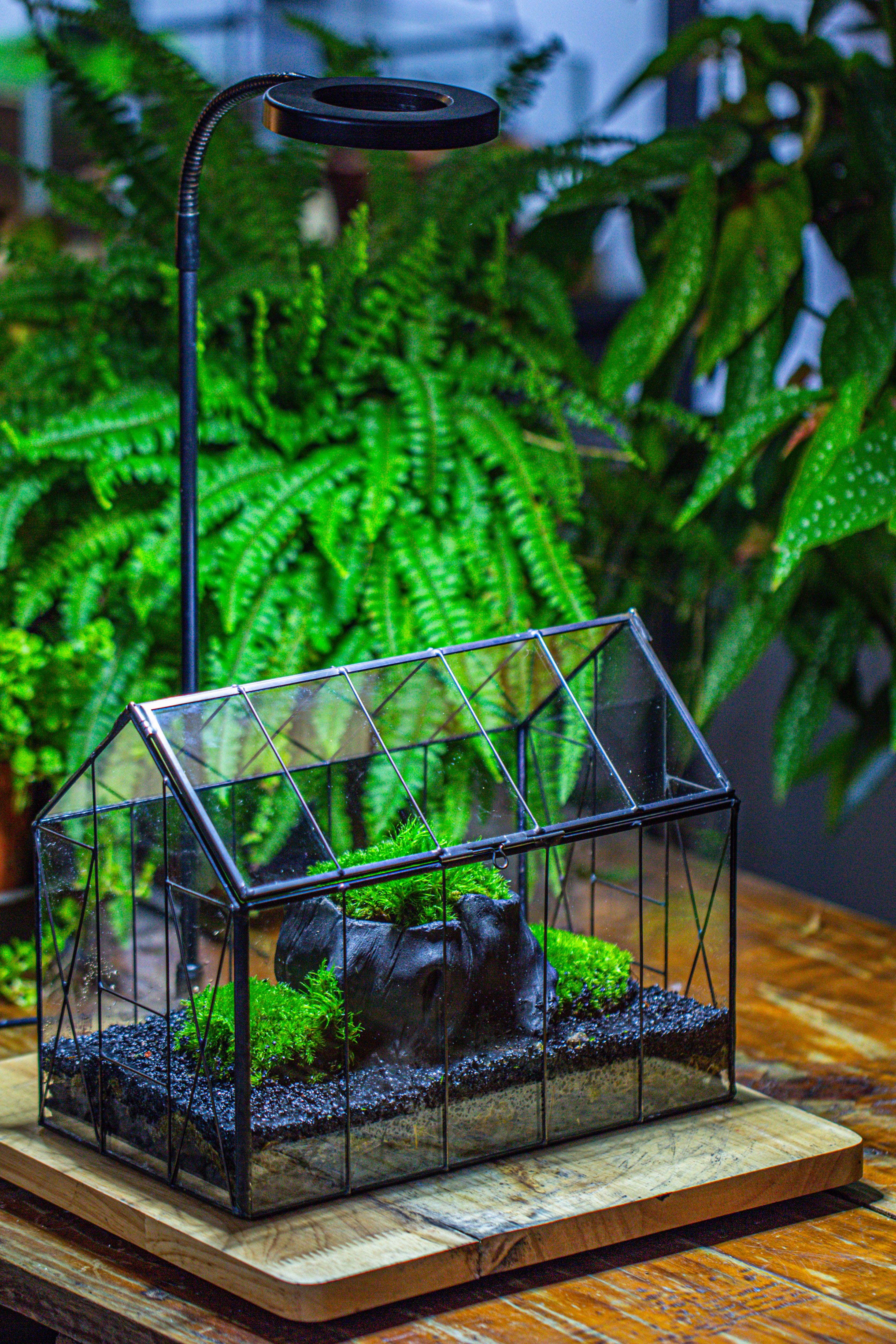 Handmade Vintage Greenhouse Inspired Tin Terrarium with LED Grow Light Set, Closed Glass Planter Set - NCYPgarden