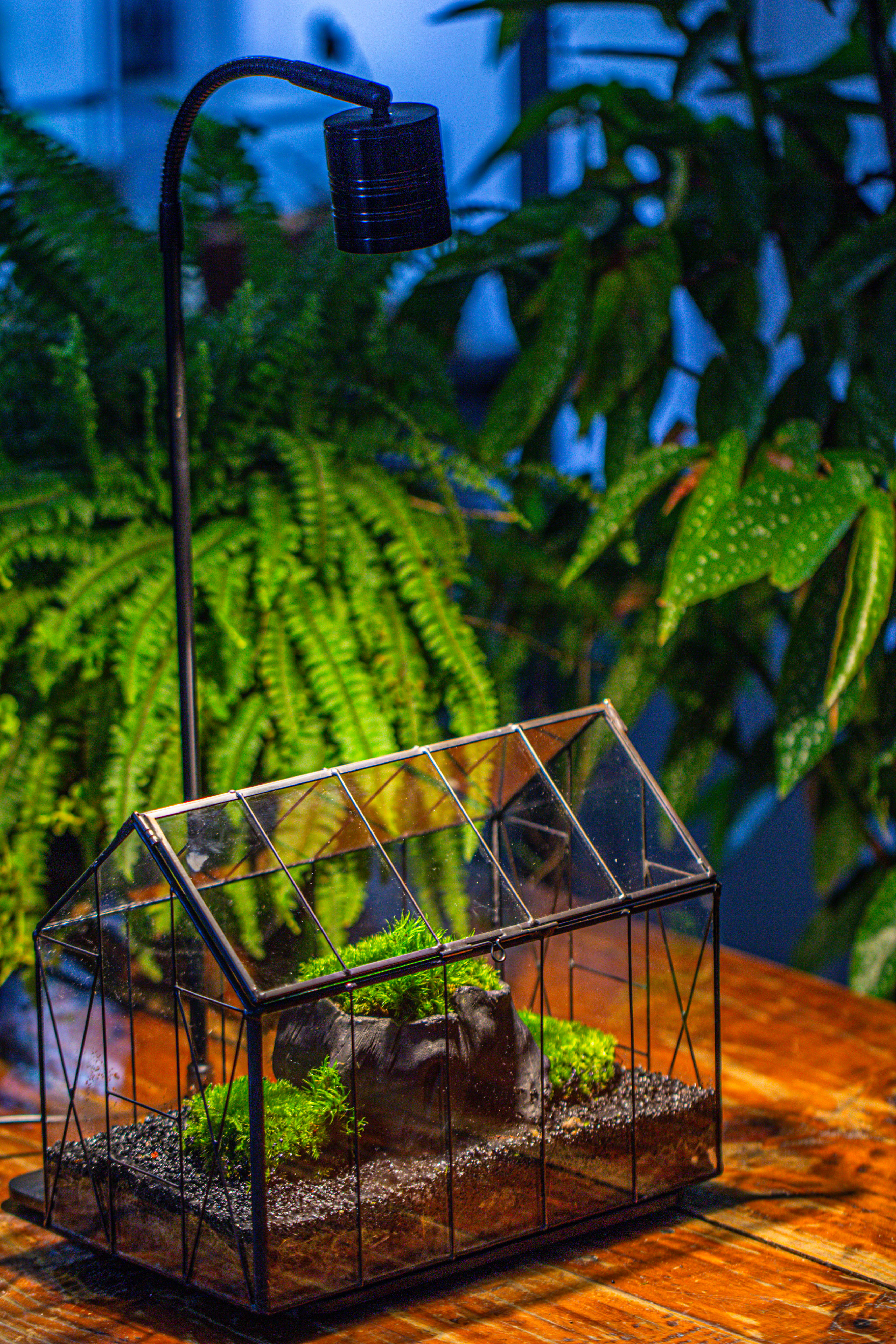 Handmade Vintage Greenhouse Inspired Tin Terrarium with LED Grow Light Set, Closed Glass Planter Set - NCYPgarden