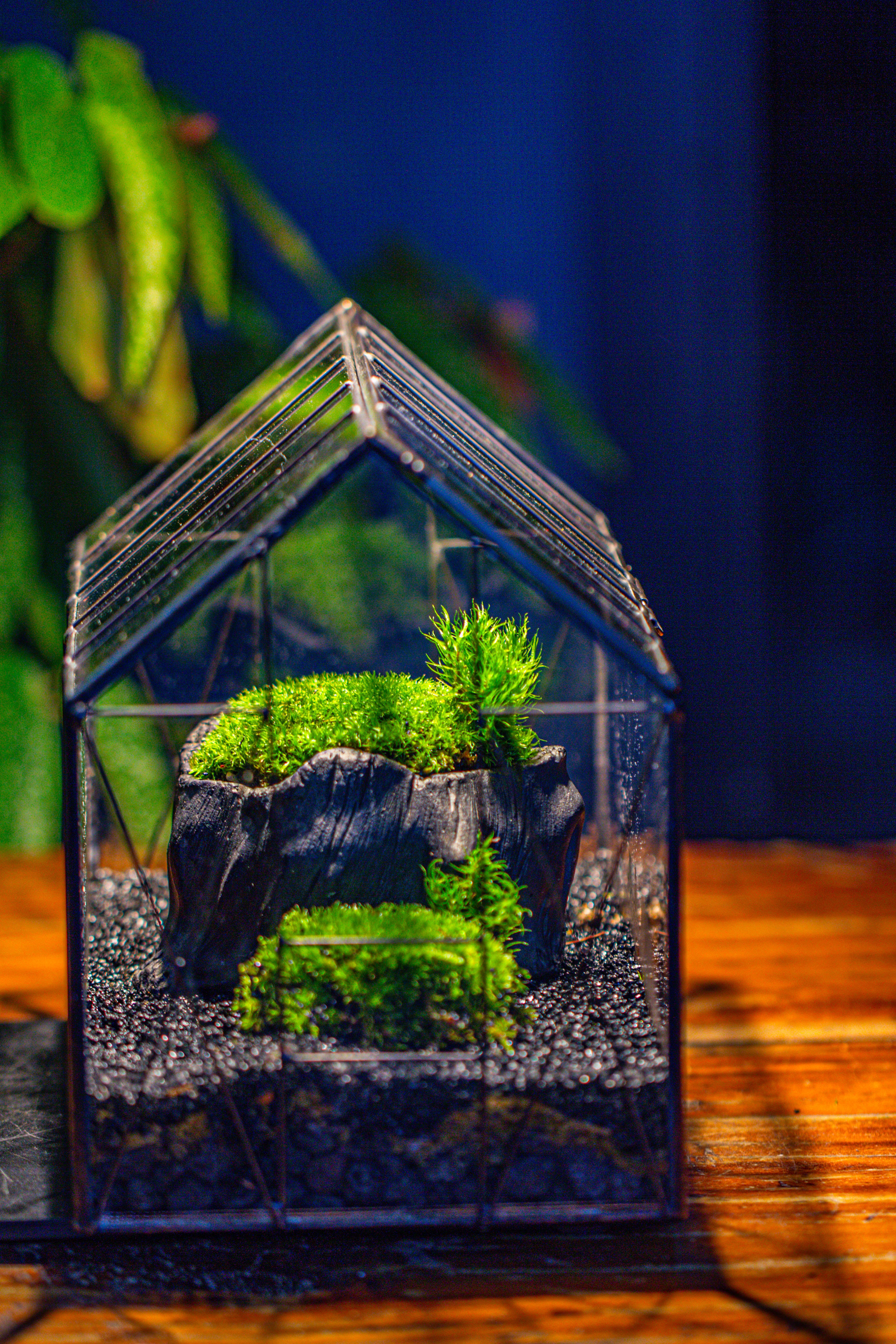 房子上开门 谷仓 黑树桩 - NCYPgarden