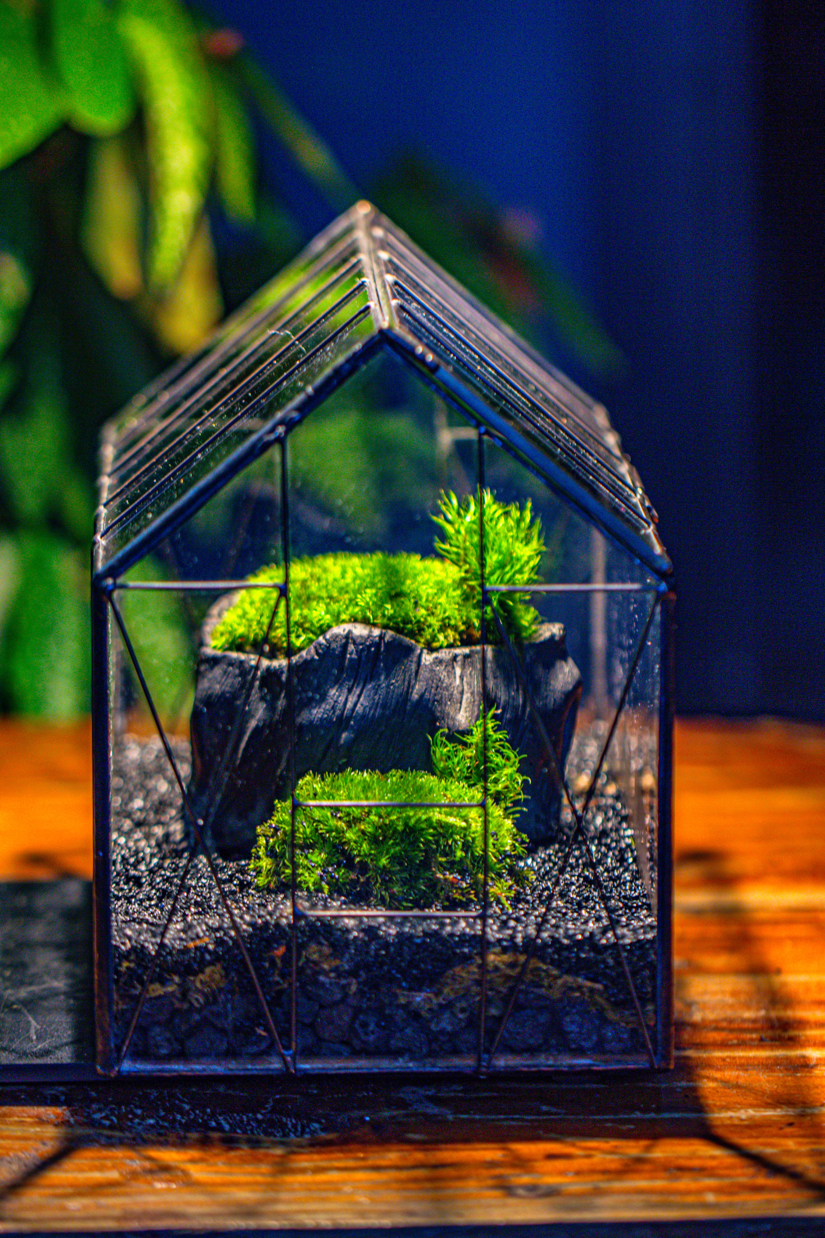 房子上开门 谷仓 黑树桩 - NCYPgarden