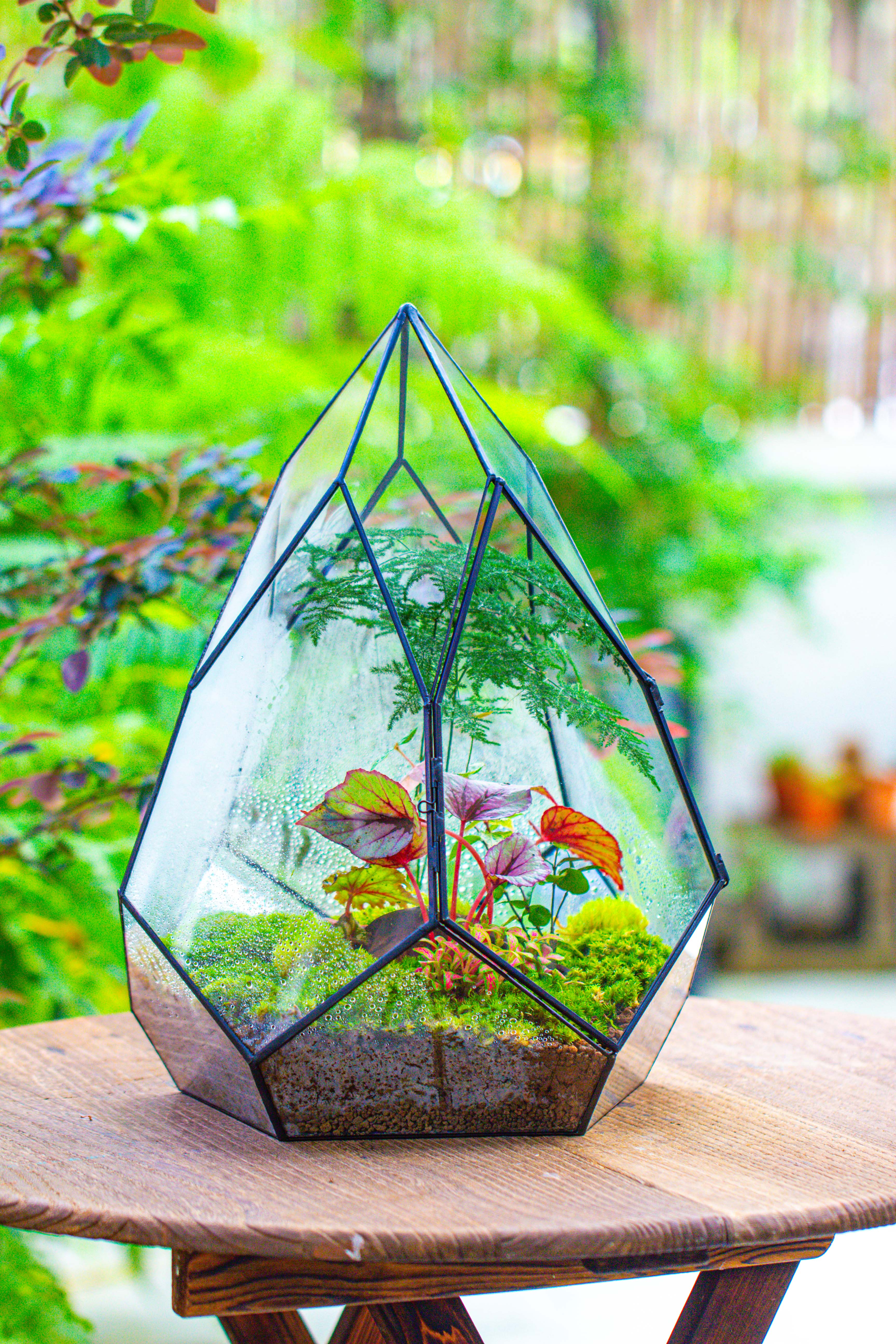 Large 16" tall and wide teardrop tin and glass terrarium, close, with door - NCYPgarden