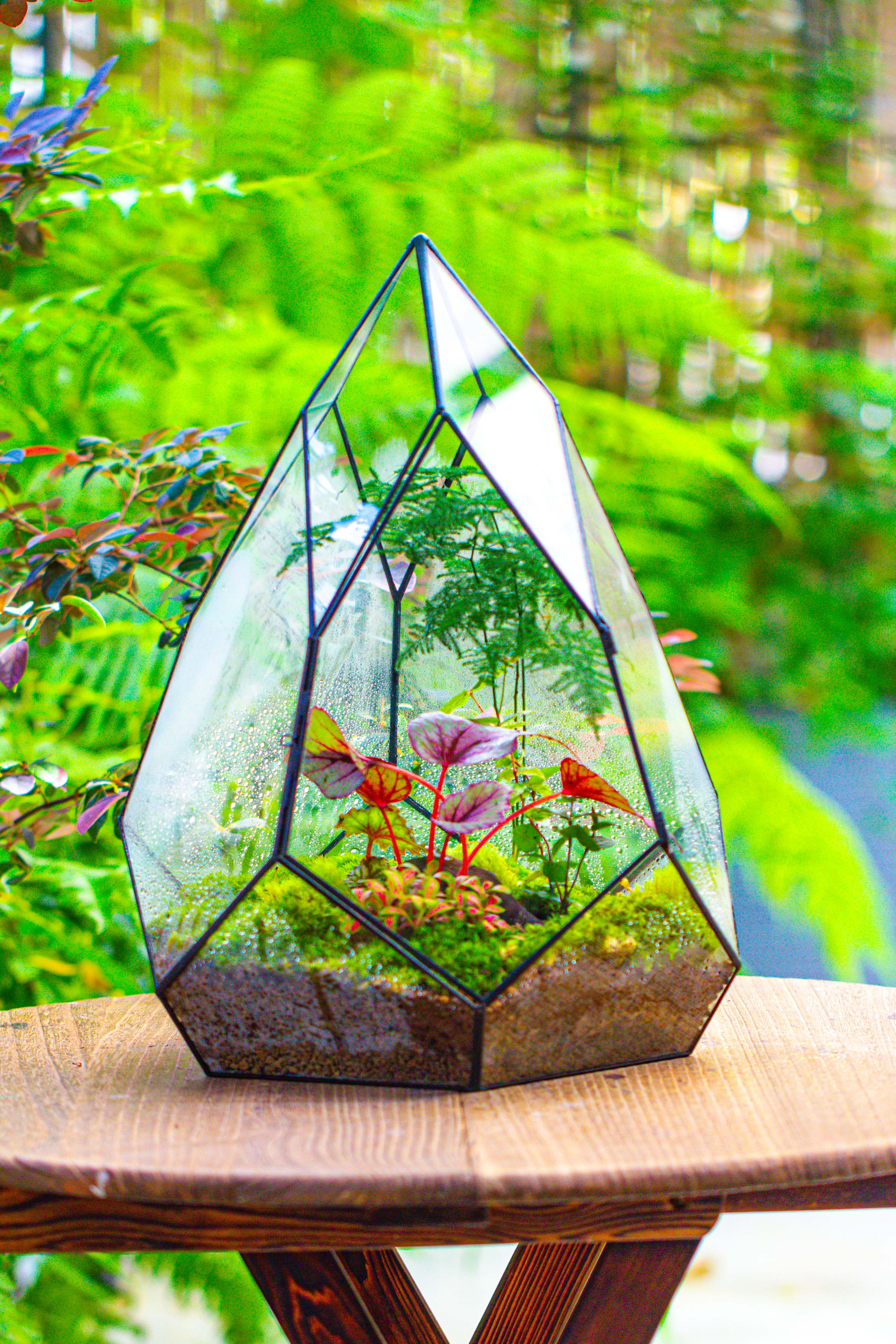 Large 16" tall and wide teardrop tin and glass terrarium, close, with door - NCYPgarden