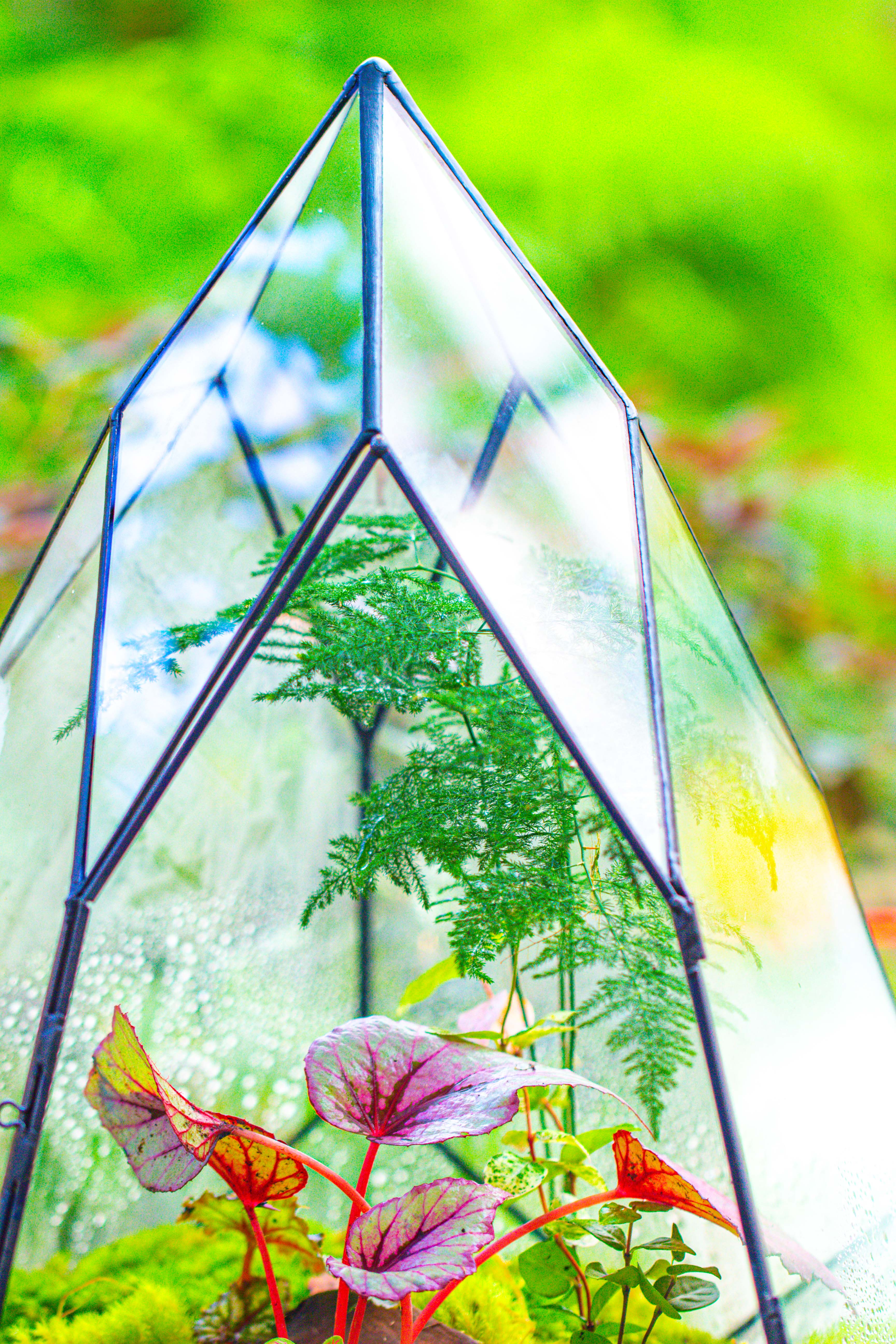 Large 16" tall and wide teardrop tin and glass terrarium, close, with door - NCYPgarden