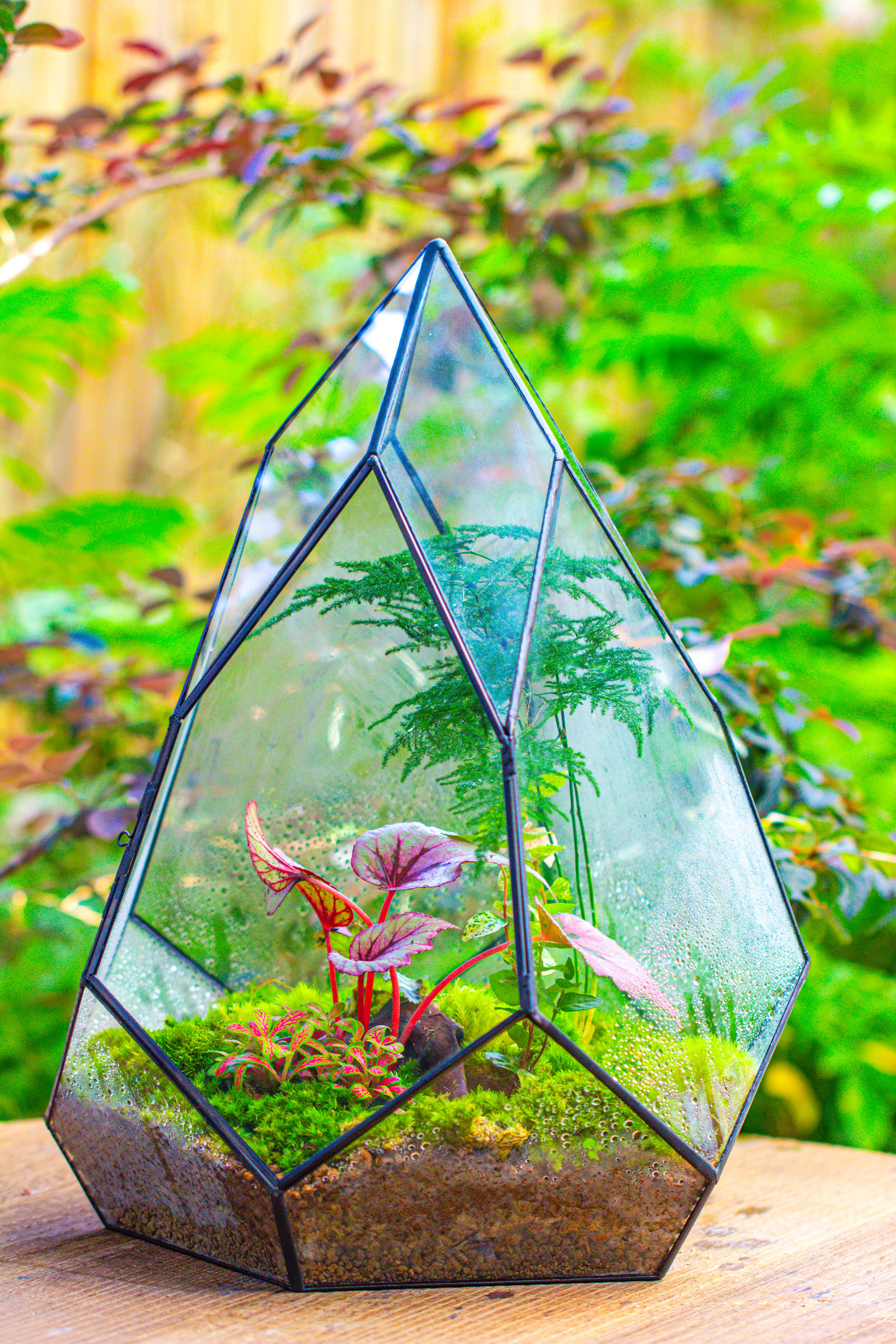 Large 16" tall and wide teardrop tin and glass terrarium, close, with door - NCYPgarden