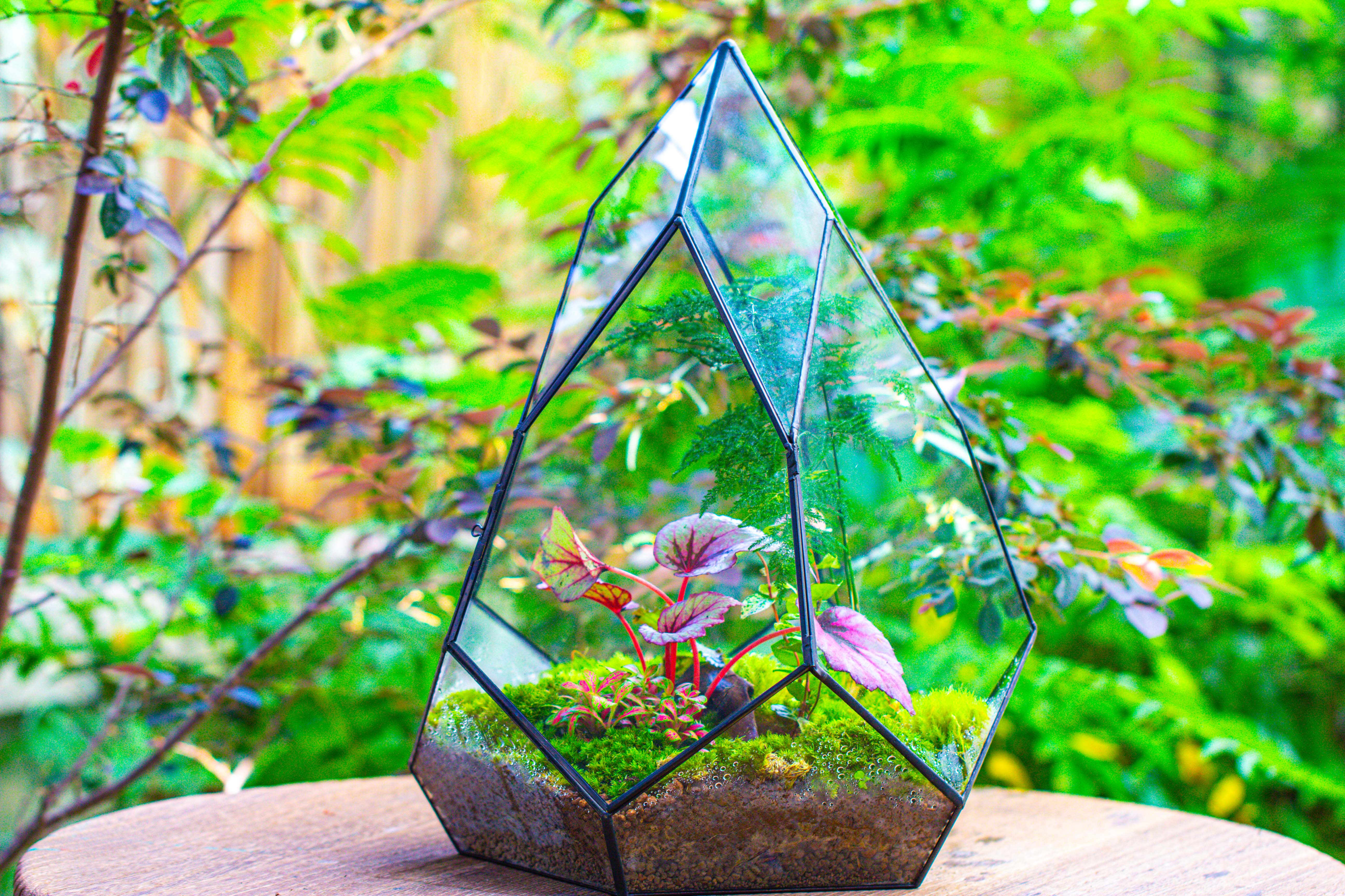 Large 16" tall and wide teardrop tin and glass terrarium, close, with door - NCYPgarden