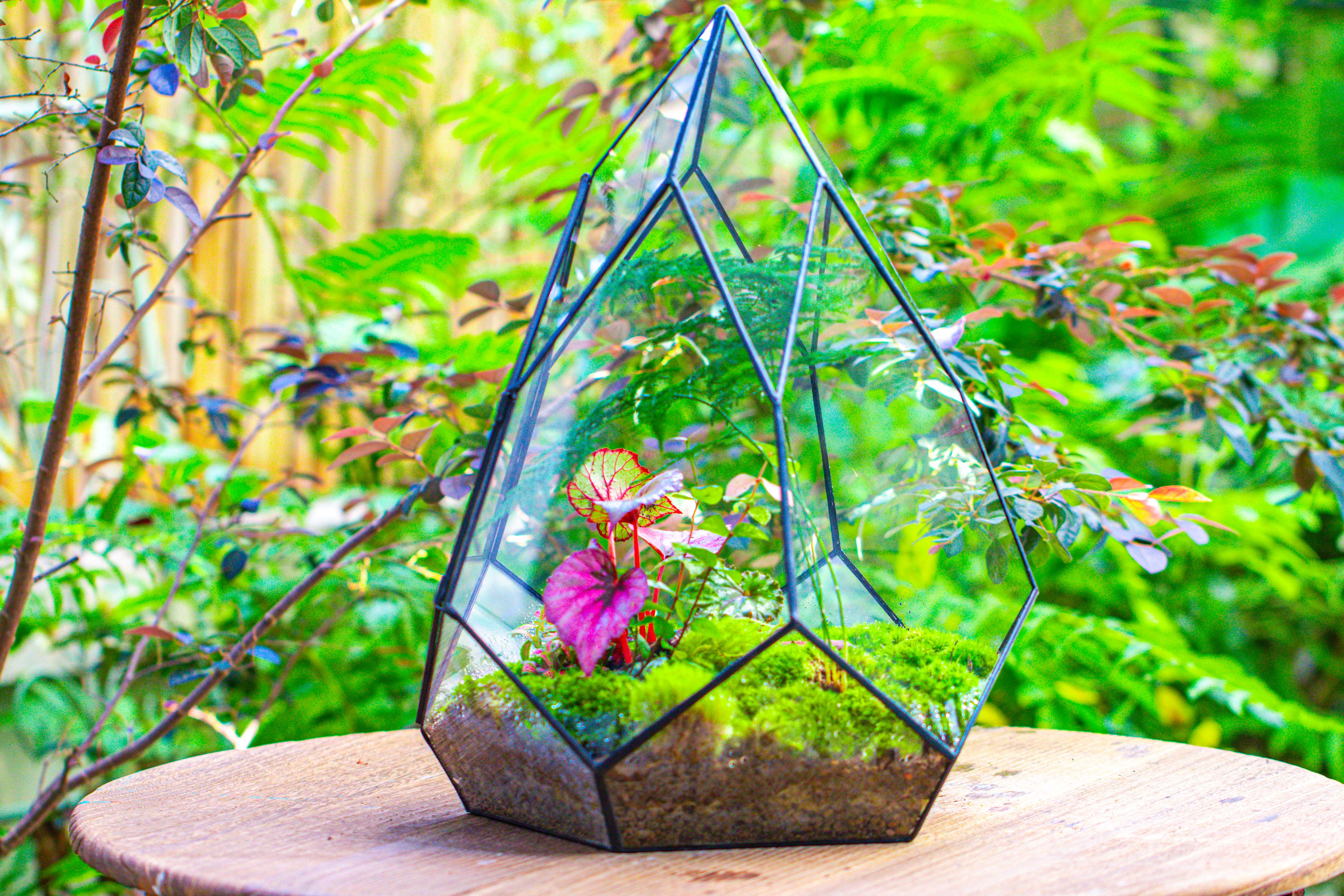 Large 16" tall and wide teardrop tin and glass terrarium, close, with door - NCYPgarden