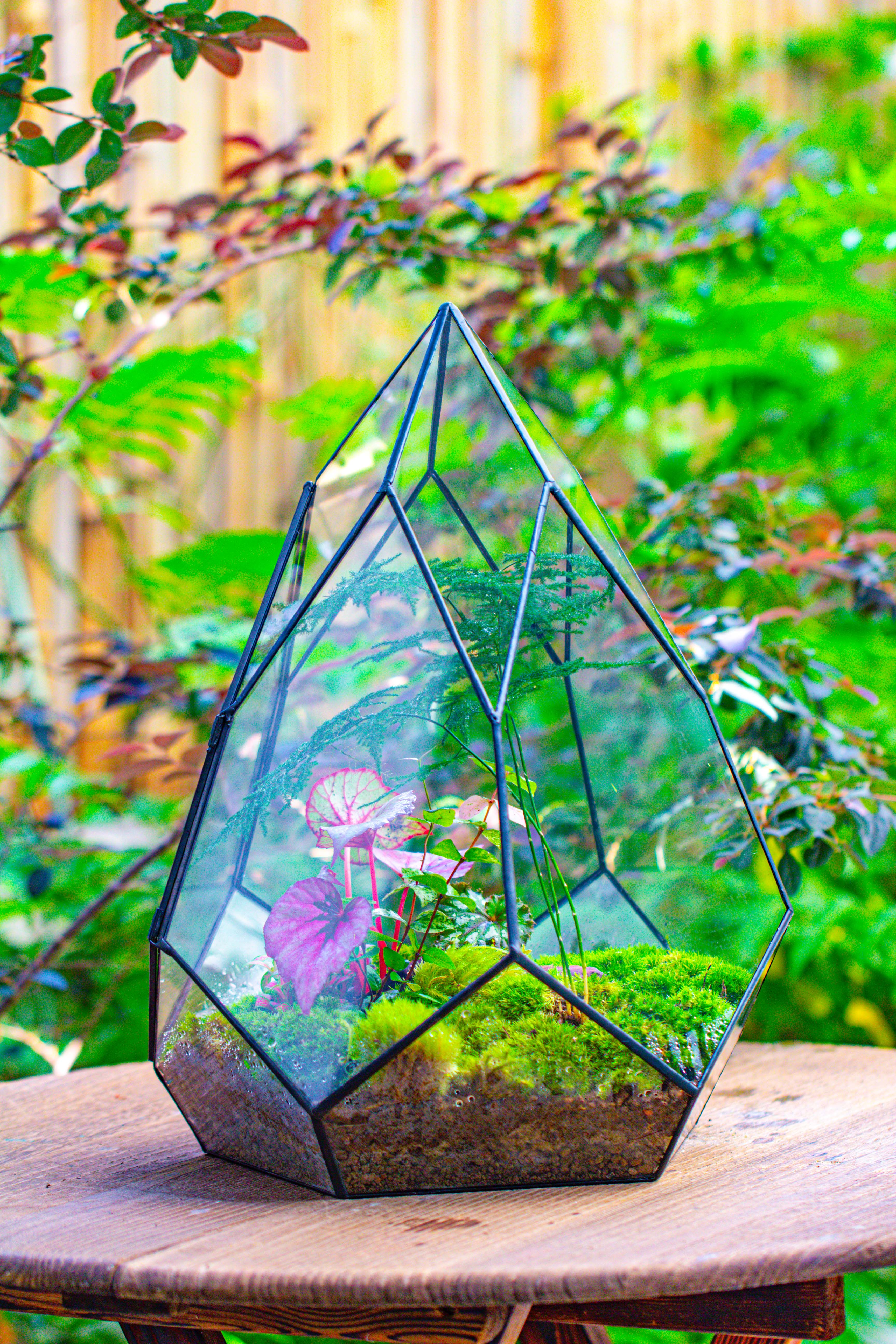 Large 16" tall and wide teardrop tin and glass terrarium, close, with door - NCYPgarden