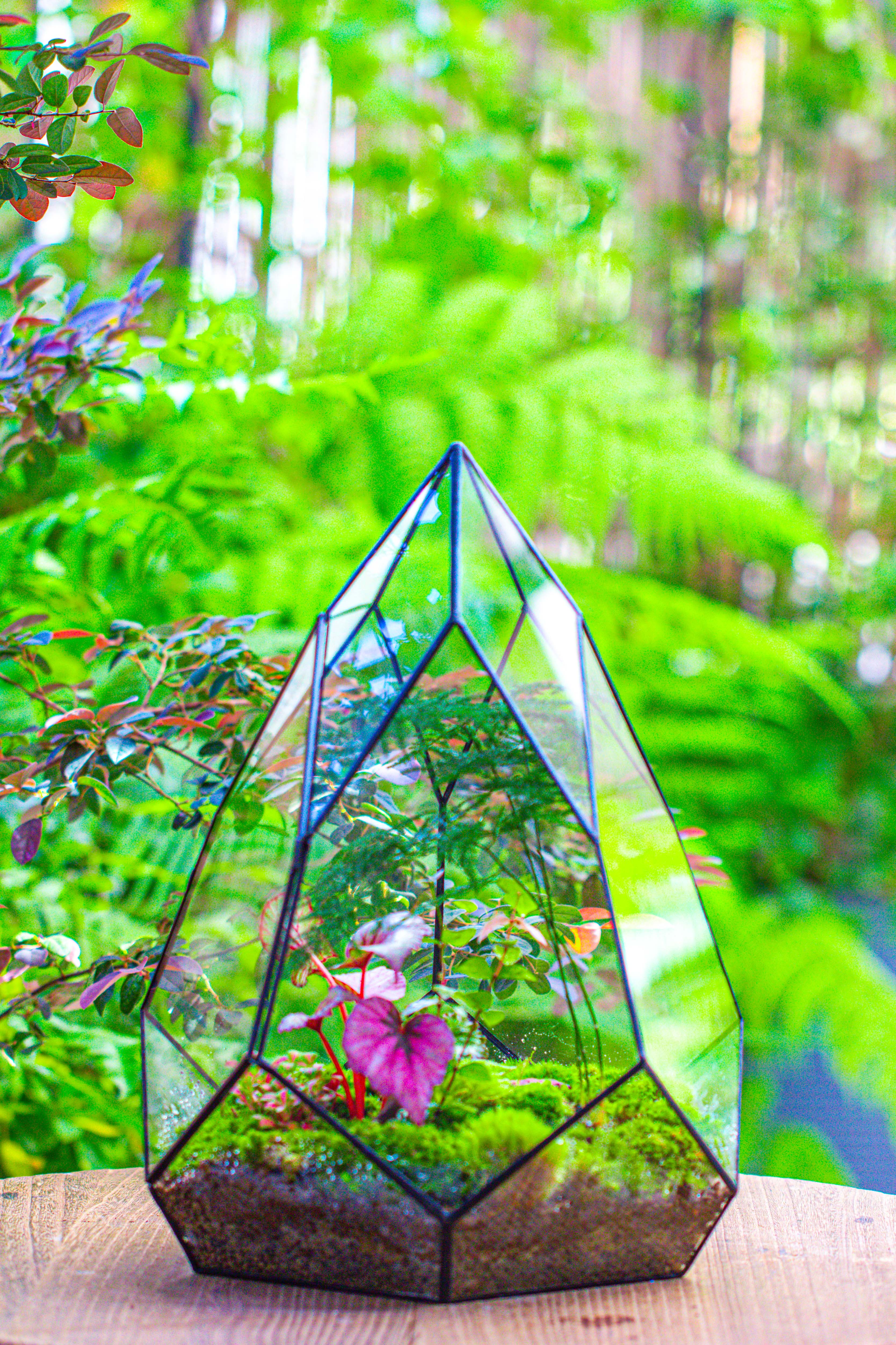 Large 16" tall and wide teardrop tin and glass terrarium, close, with door - NCYPgarden