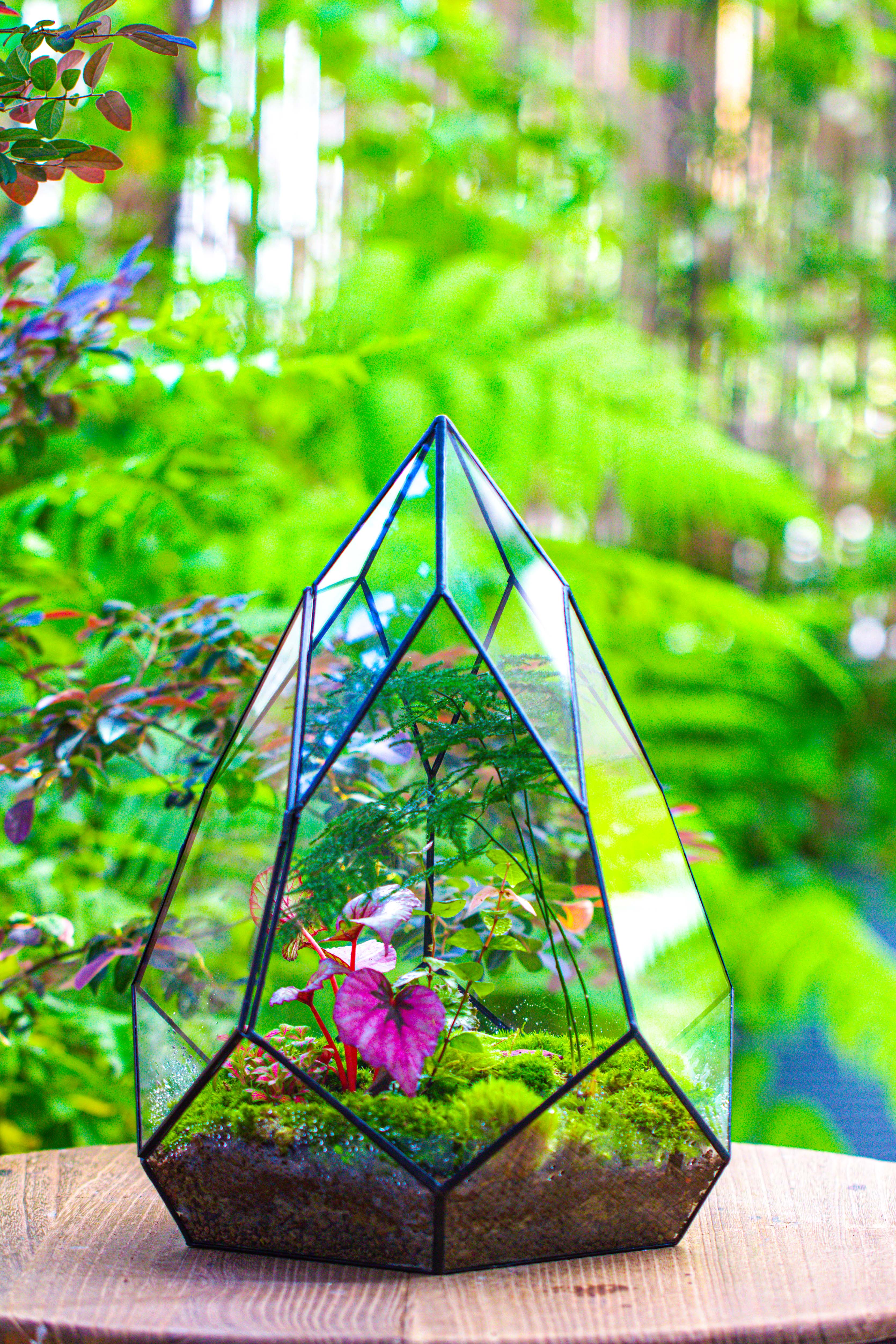 Large 16" tall and wide teardrop tin and glass terrarium, close, with door - NCYPgarden