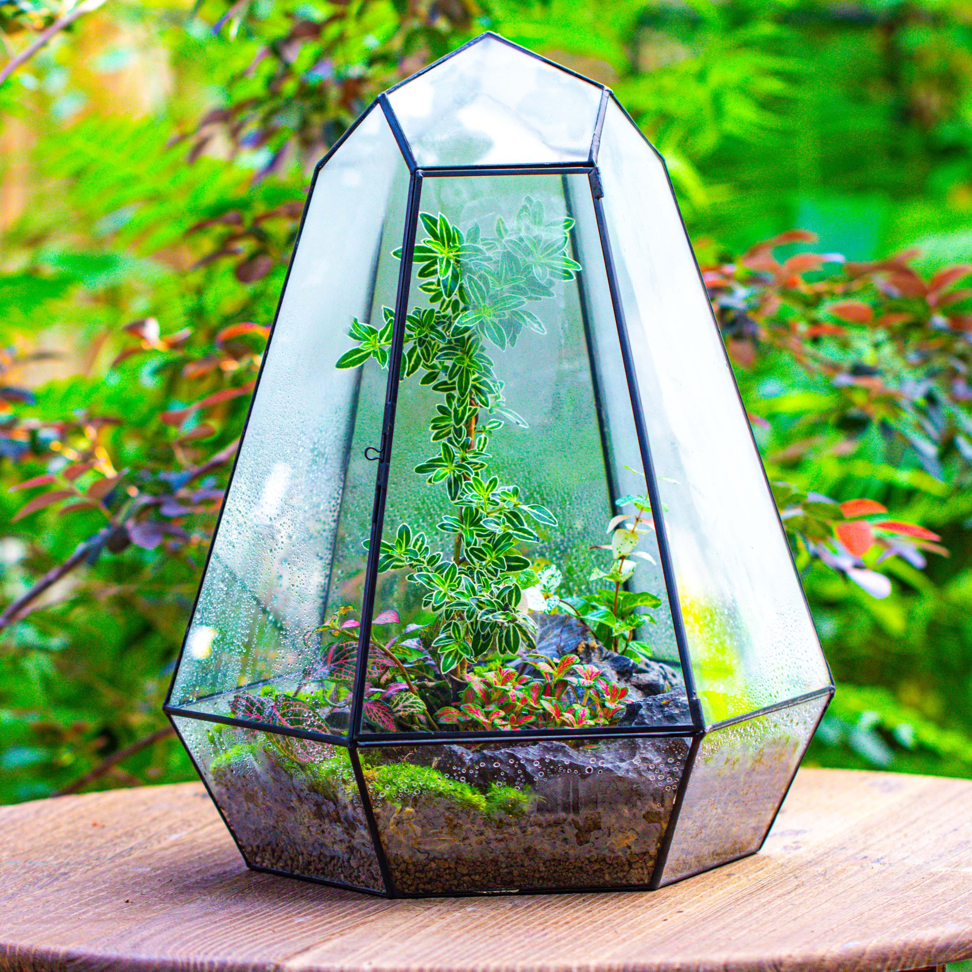 Large 16" tall and wide 6 sided cone tin and glass terrarium, close, with door - NCYPgarden
