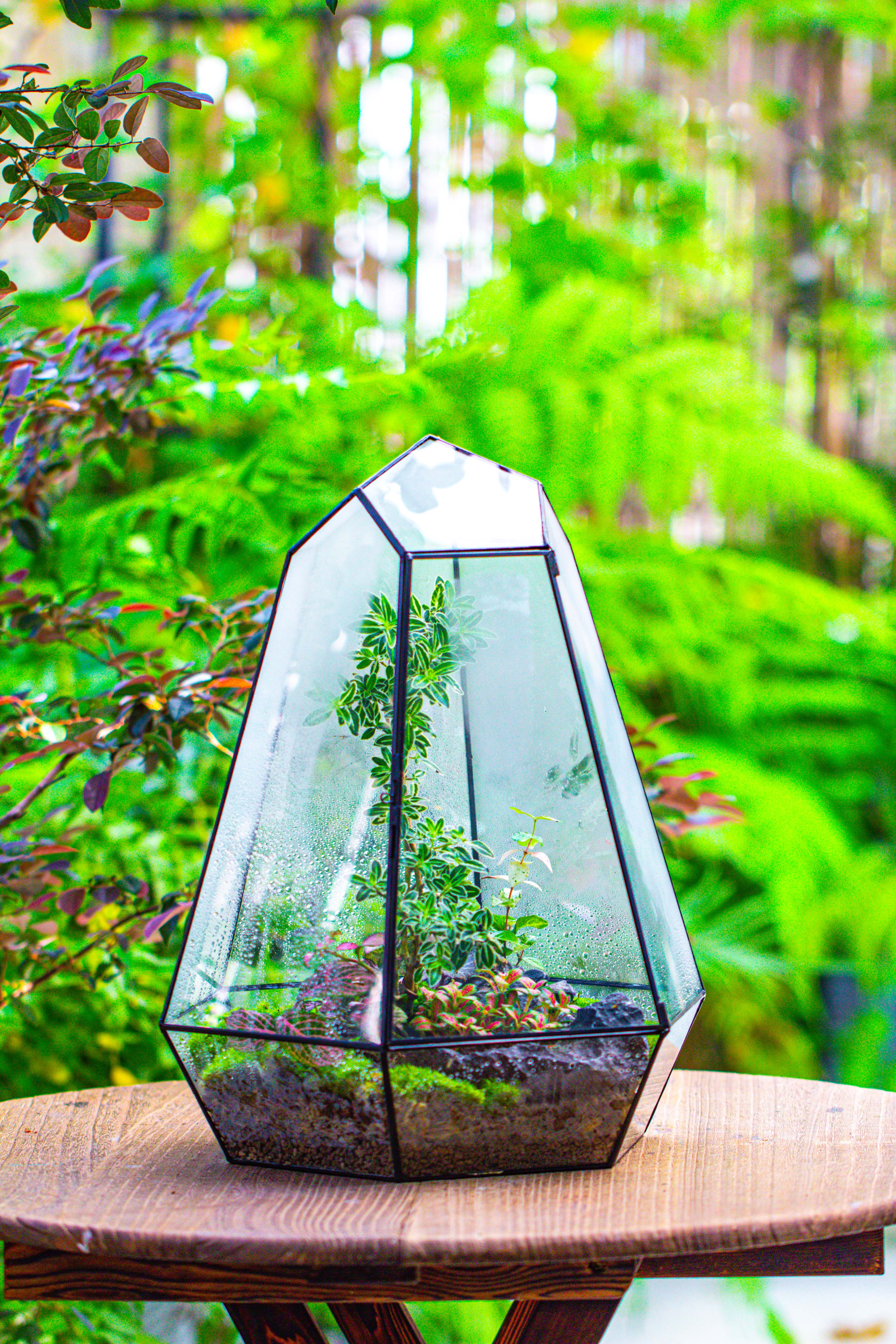 Large 16" tall and wide 6 sided cone tin and glass terrarium, close, with door - NCYPgarden