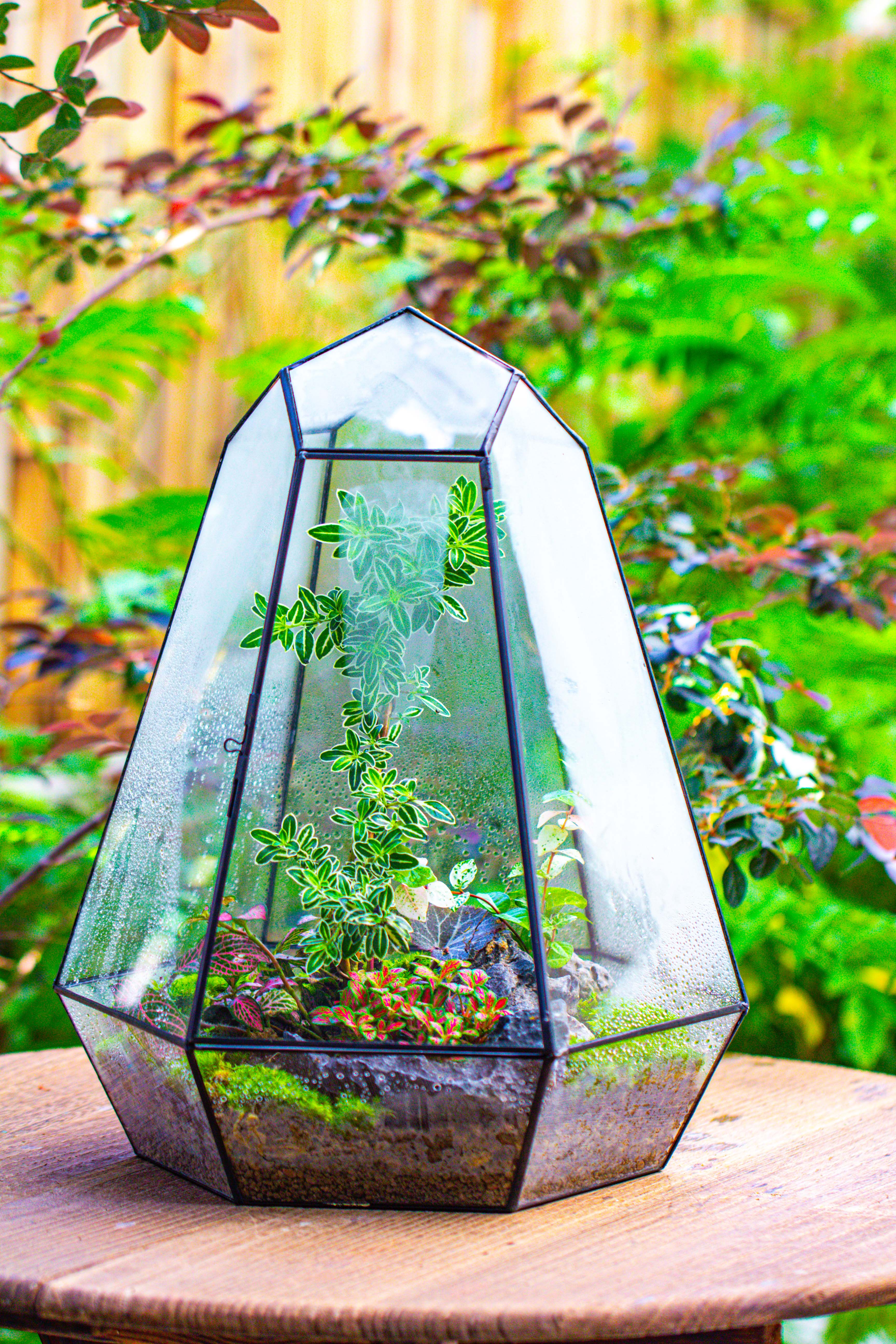 Large 16" tall and wide 6 sided cone tin and glass terrarium, close, with door - NCYPgarden