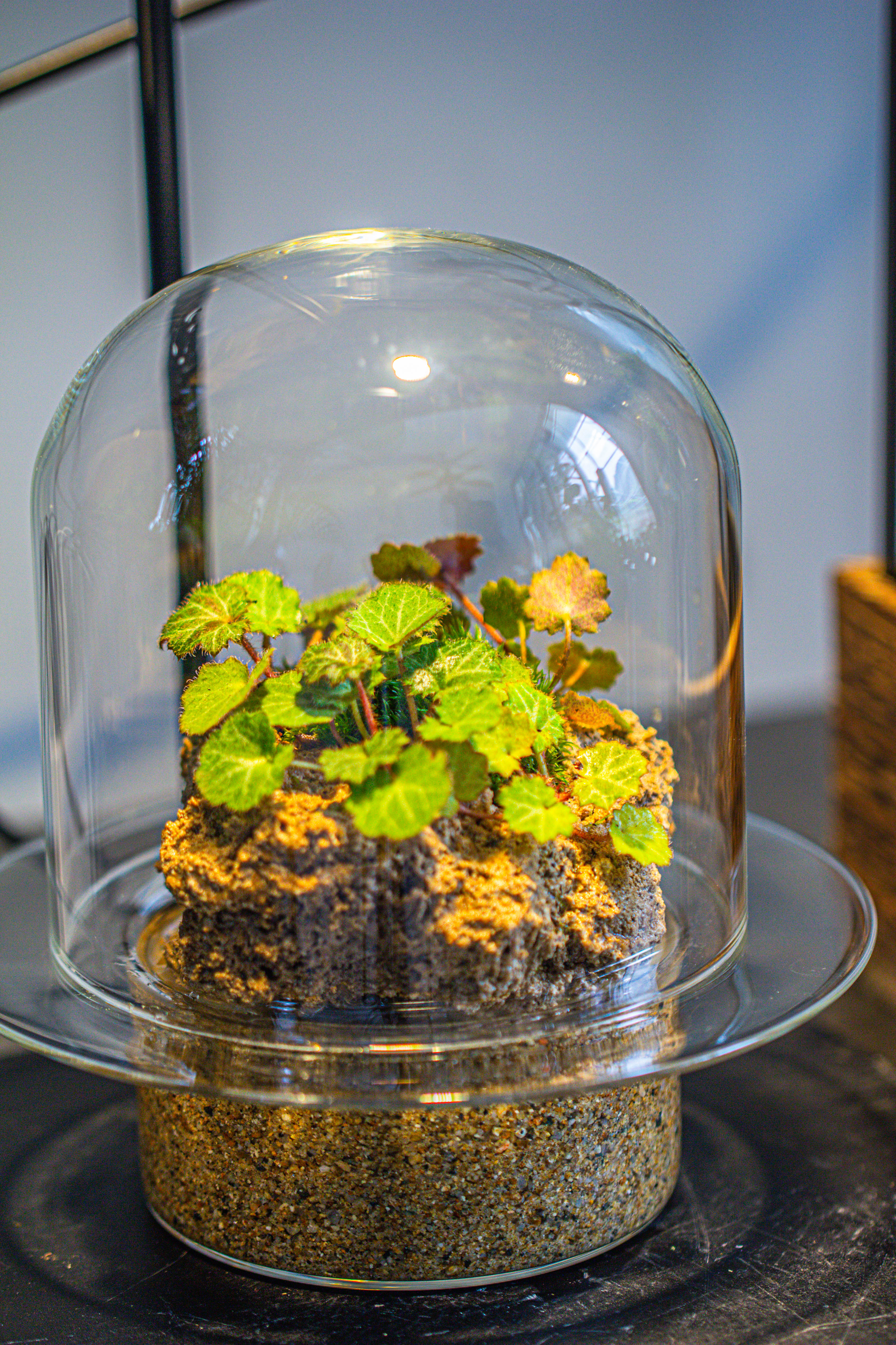 Natural Limestone Rock for moss, bonsai, hydroponic planting, 500-700G - NCYPgarden