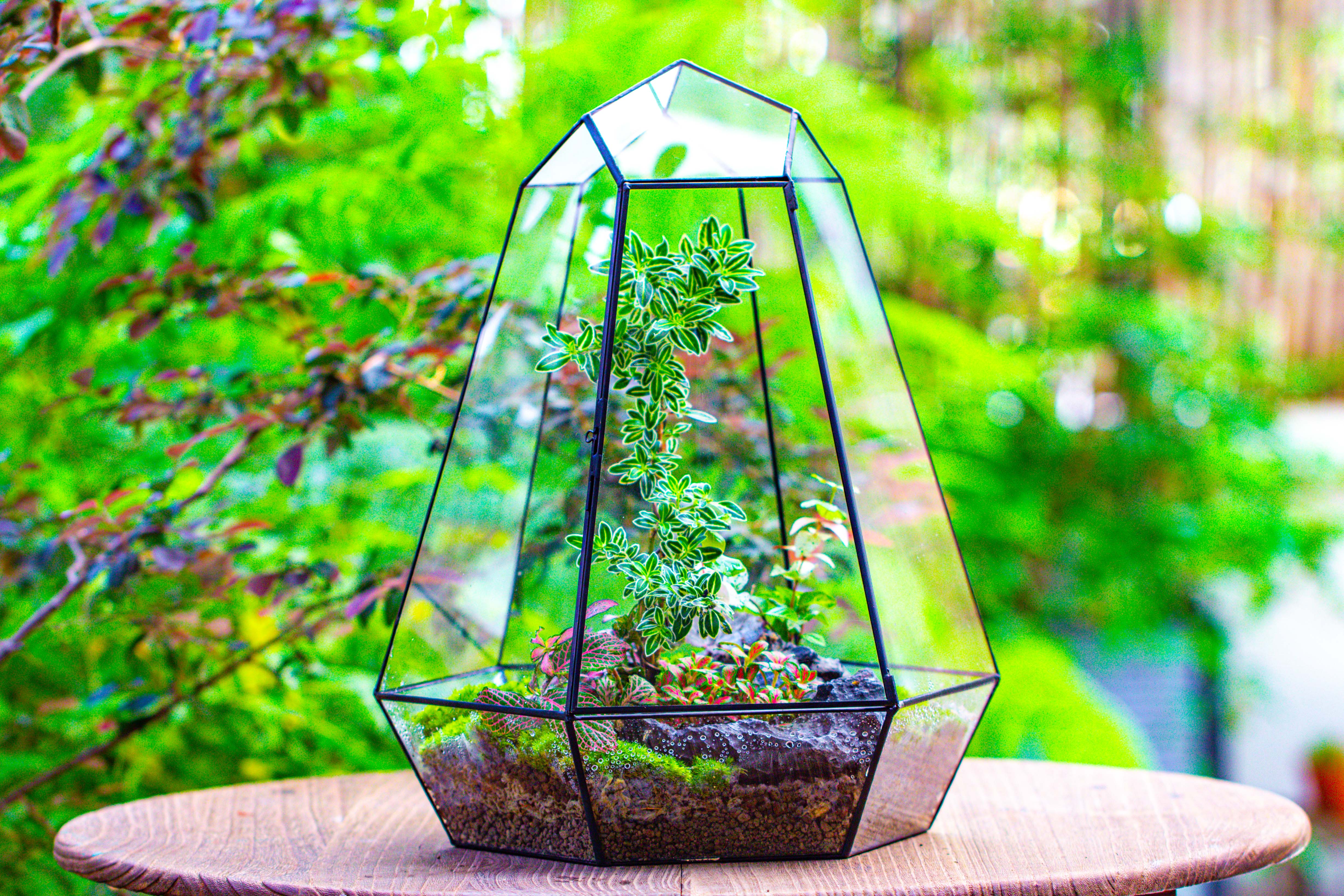 Large 16" tall and wide 6 sided cone tin and glass terrarium, close, with door - NCYPgarden