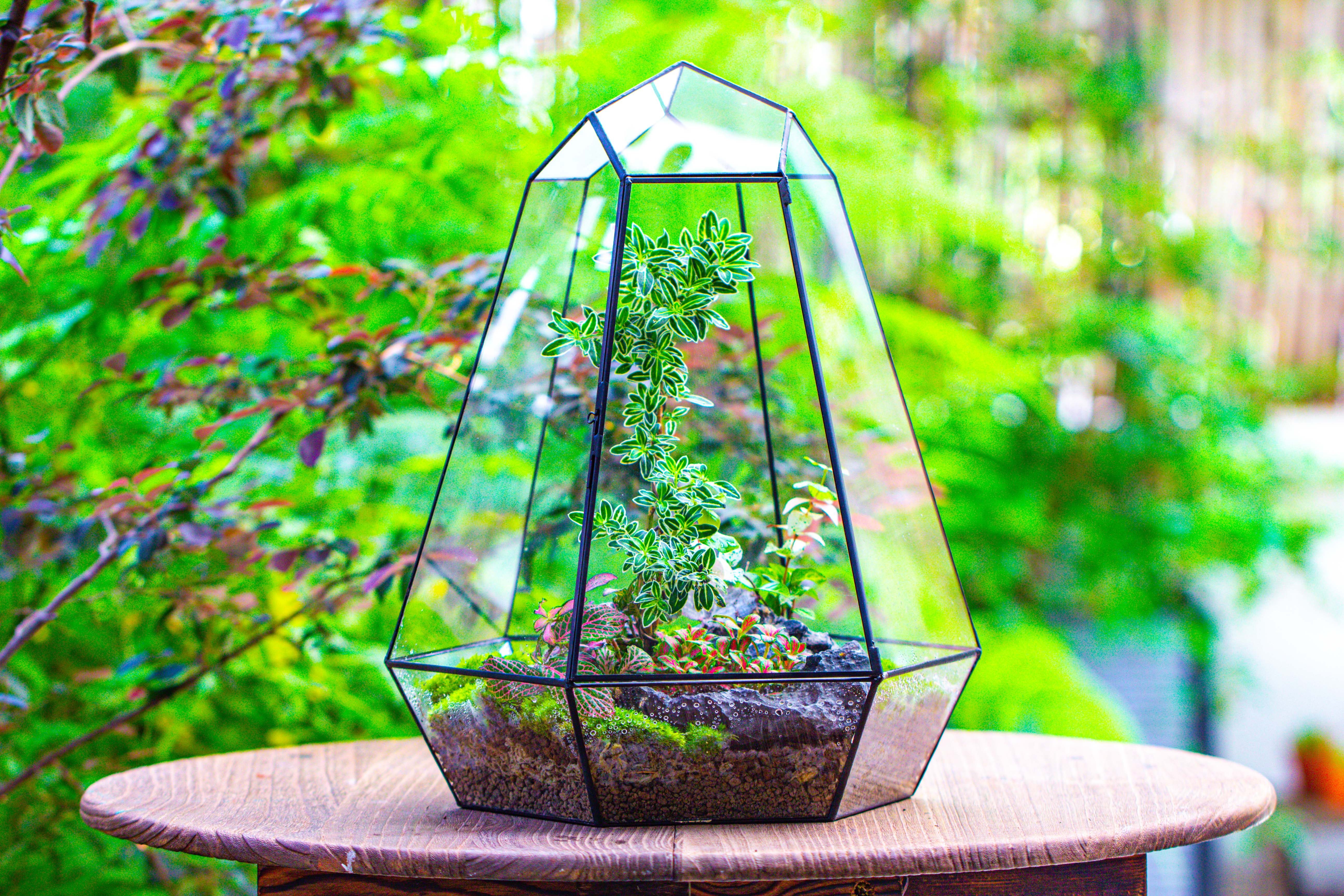 Large 16" tall and wide 6 sided cone tin and glass terrarium, close, with door - NCYPgarden