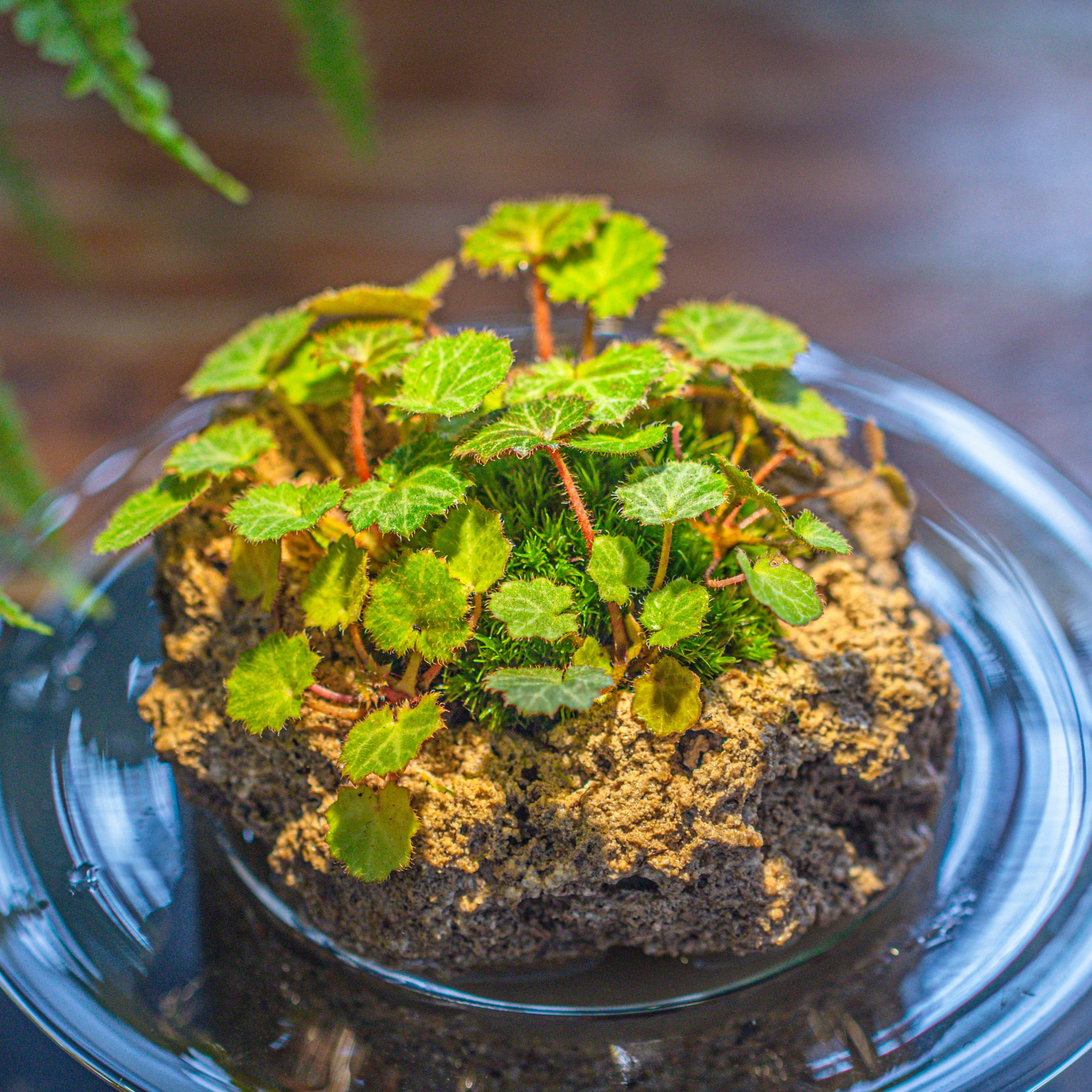 Natural Limestone Rock for moss, bonsai, hydroponic planting, 500-700G - NCYPgarden