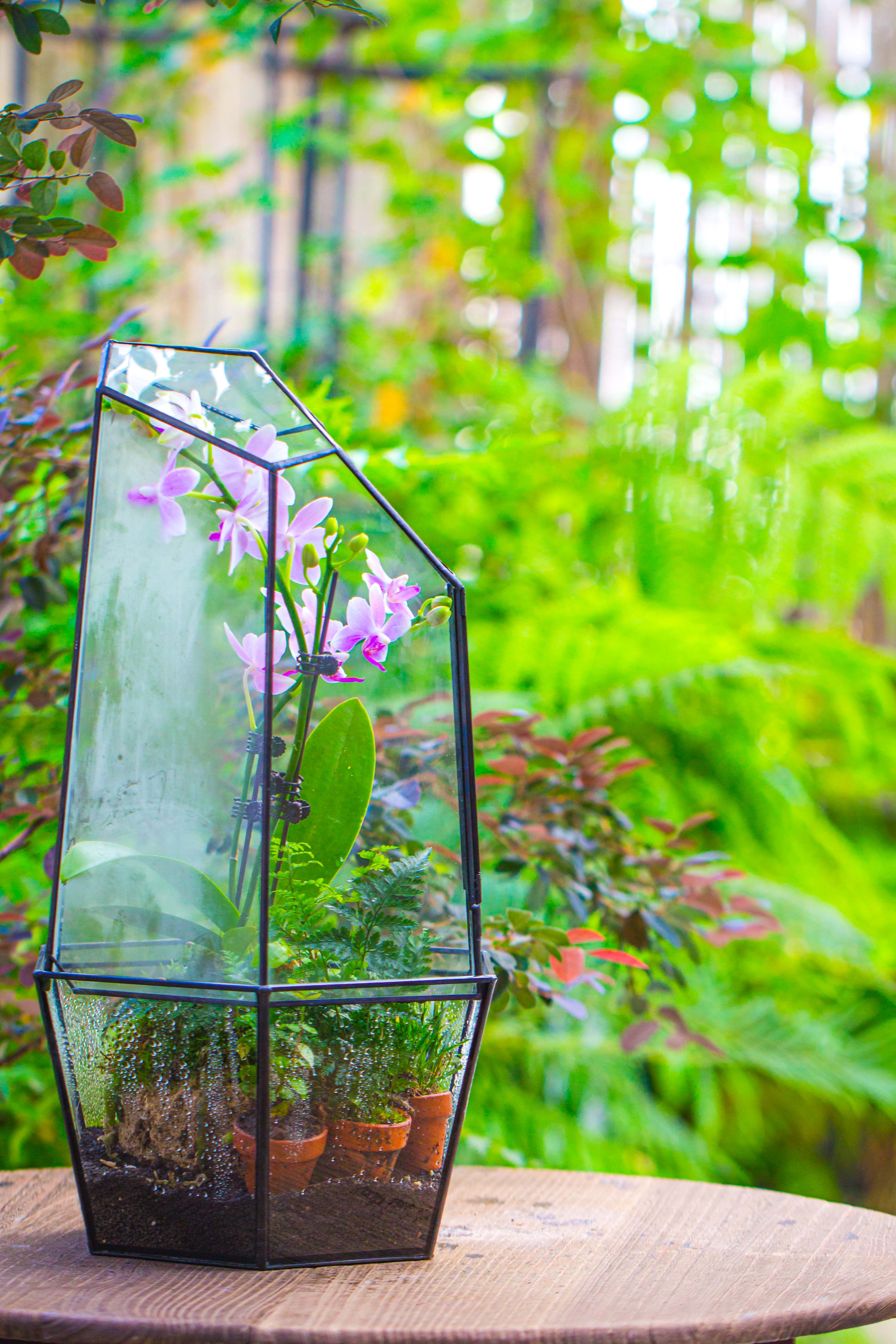 Large 2-Part 18.9" tall Close Glass Terrarium for orchid, fern, moss, Watertight - NCYPgarden