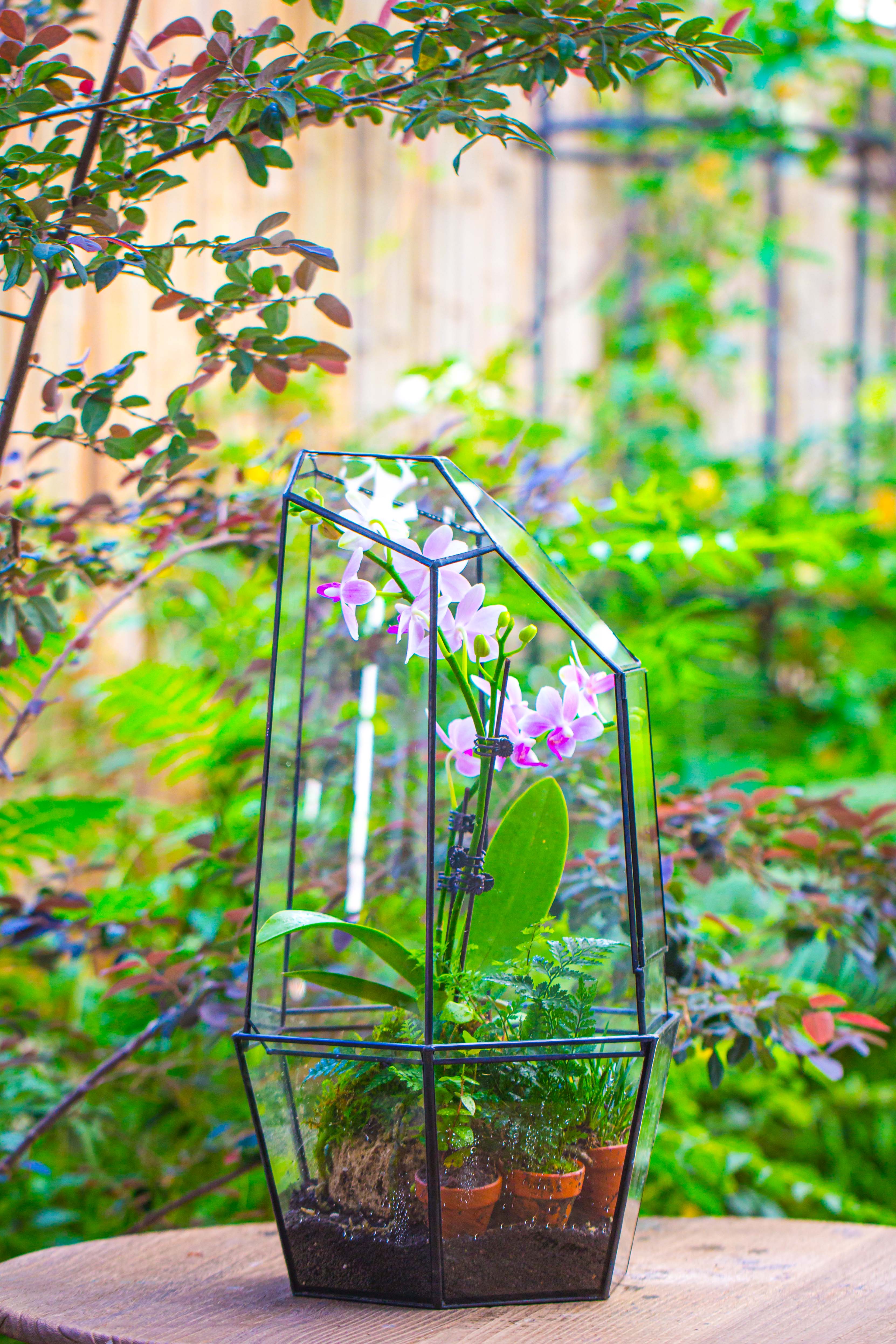 Large 2-Part 18.9" tall Close Glass Terrarium for orchid, fern, moss, Watertight - NCYPgarden