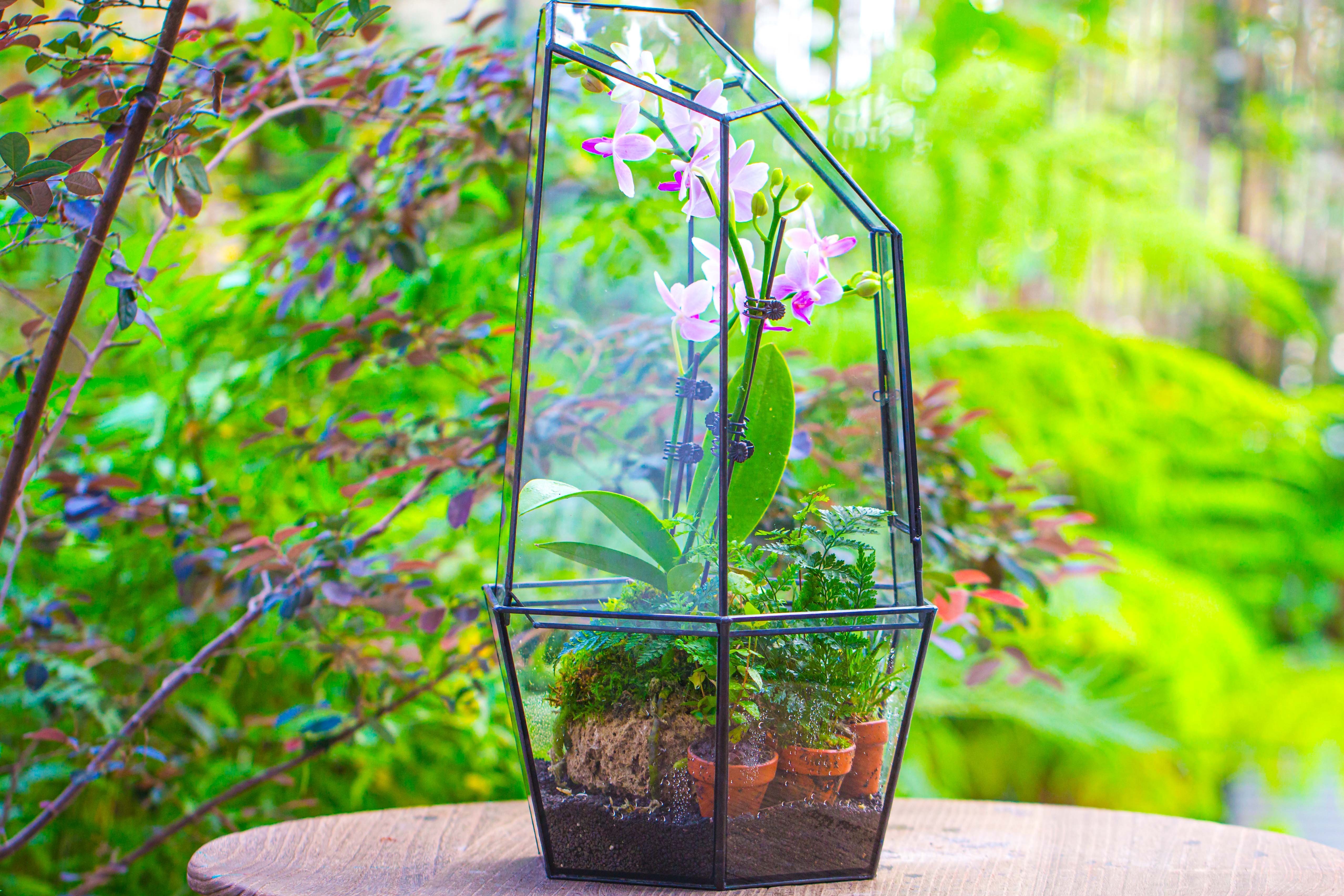 Large 2-Part 18.9" tall Close Glass Terrarium for orchid, fern, moss, Watertight - NCYPgarden