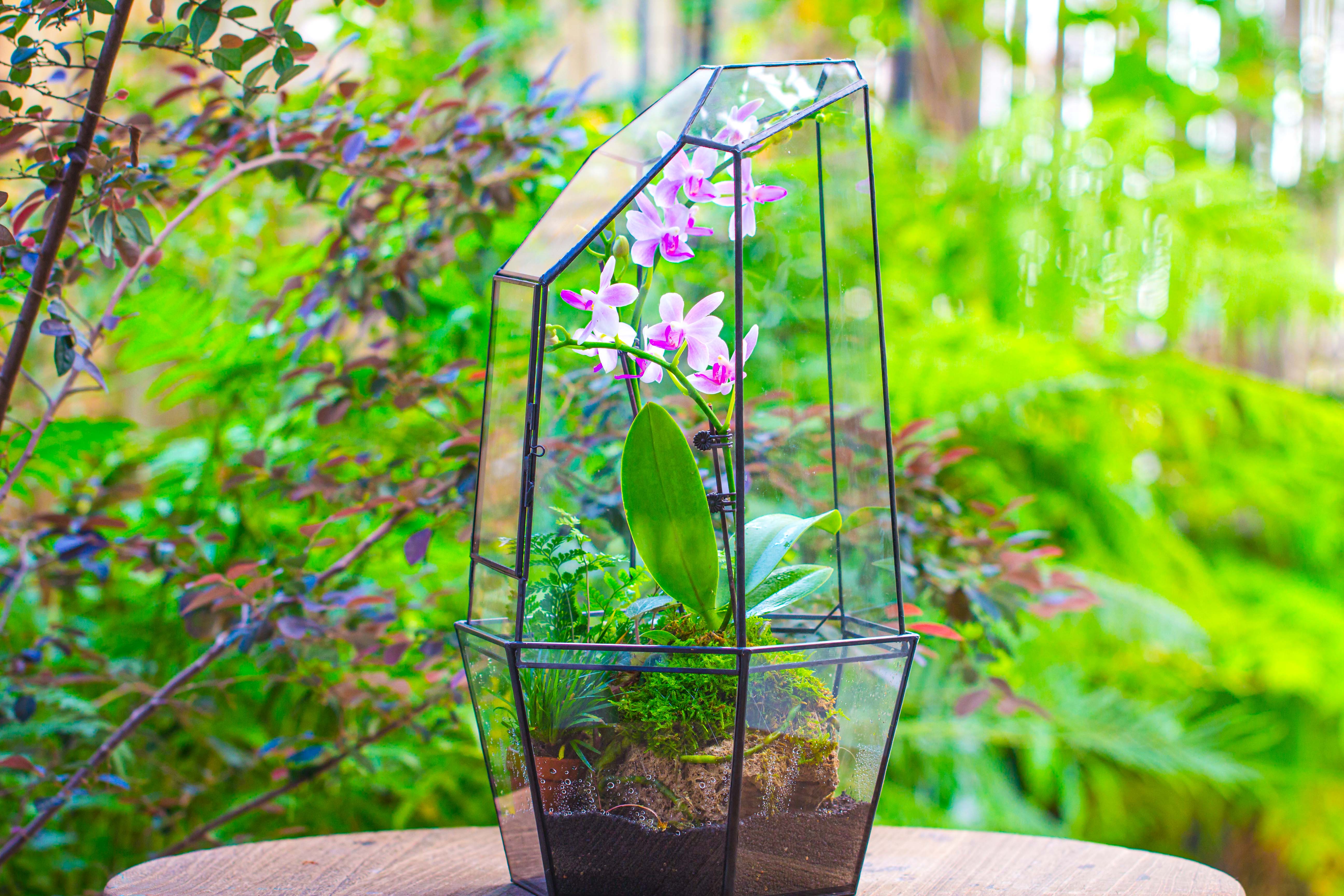 Large 2-Part 18.9" tall Close Glass Terrarium for orchid, fern, moss, Watertight - NCYPgarden
