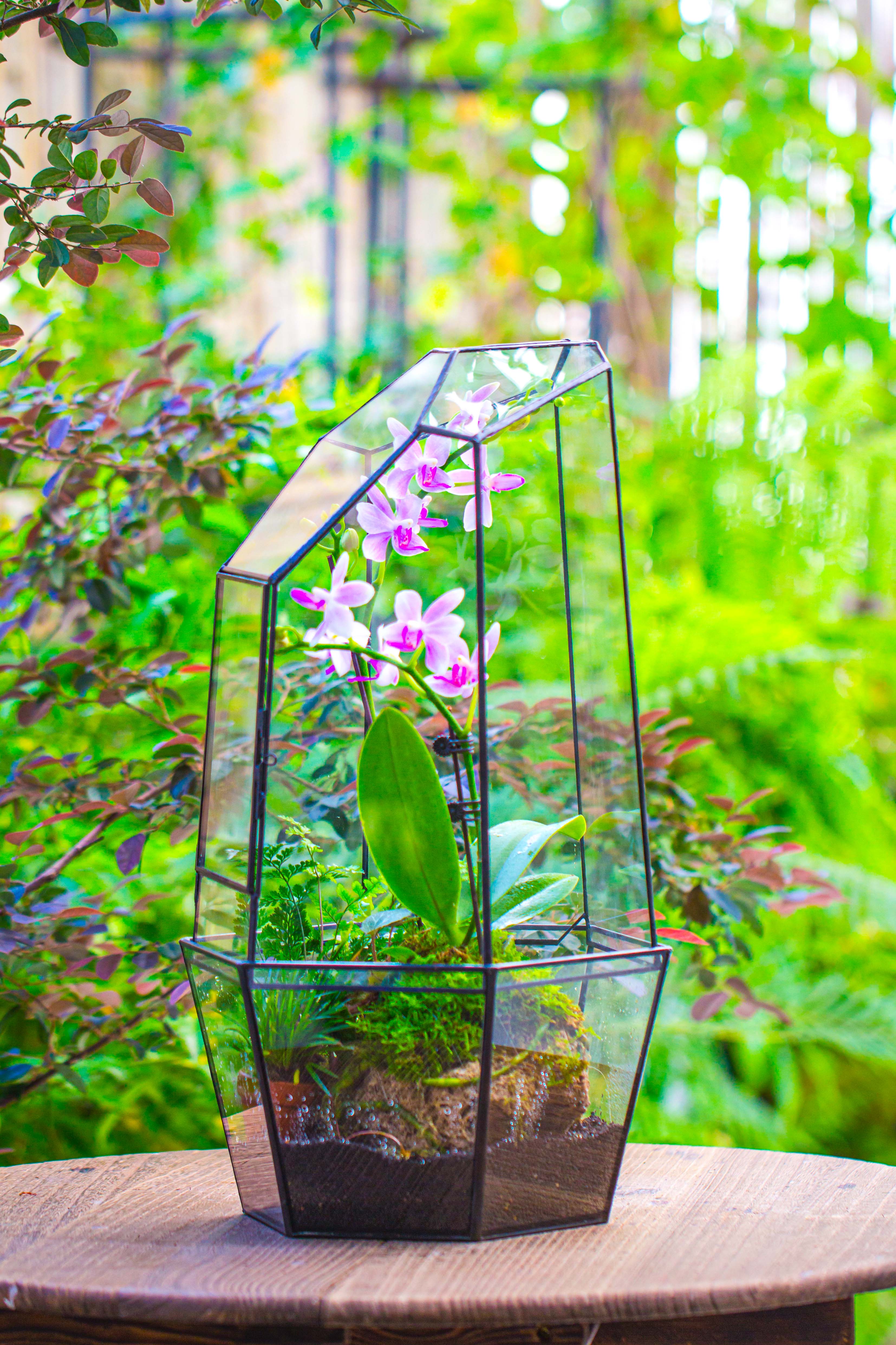 Large 2-Part 18.9" tall Close Glass Terrarium for orchid, fern, moss, Watertight - NCYPgarden