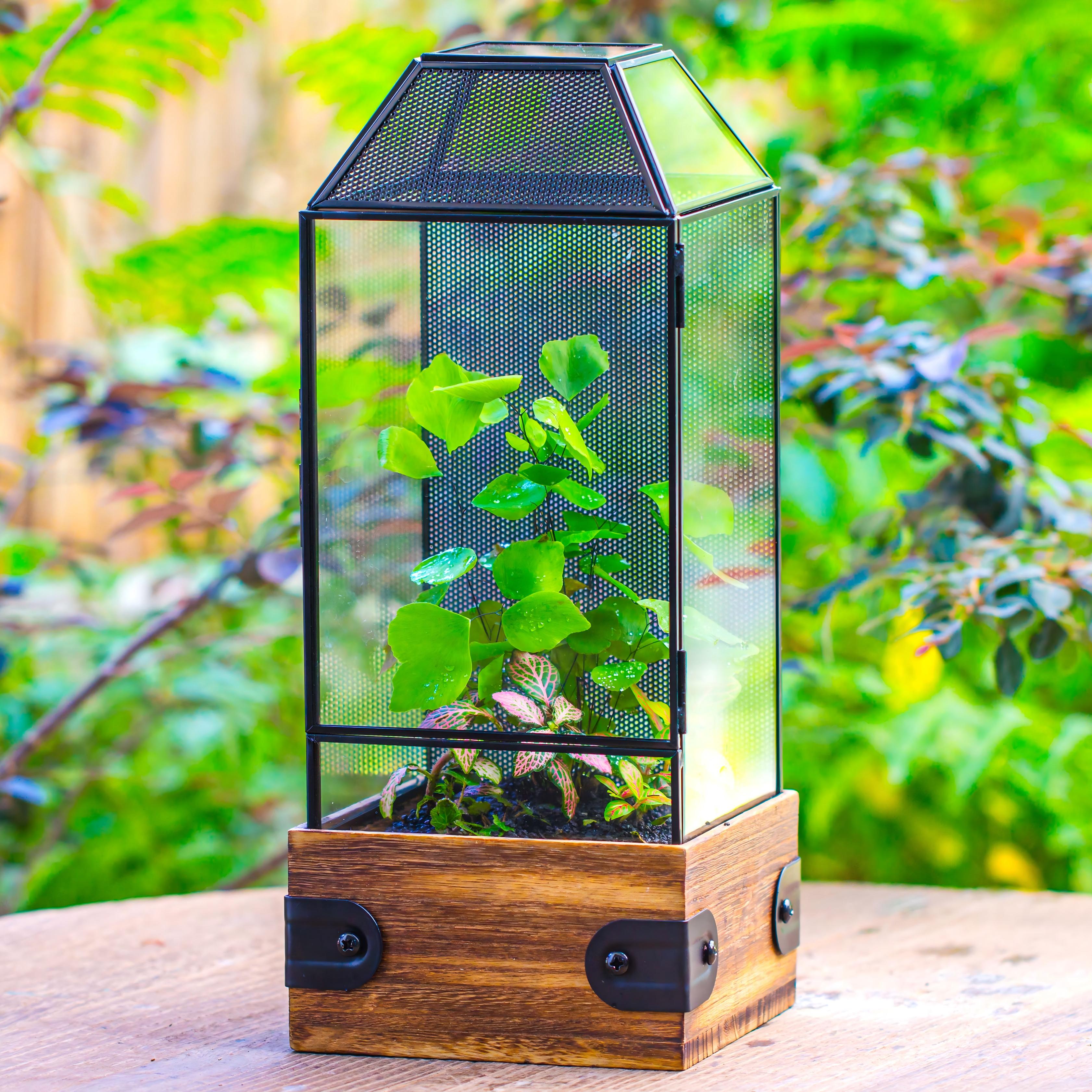 Handmade Glass Terrarium with Wood Base, Geometric Jumping Spider Enclosure, with Mesh Vent, for Plants, Snail, Insects - NCYPgarden