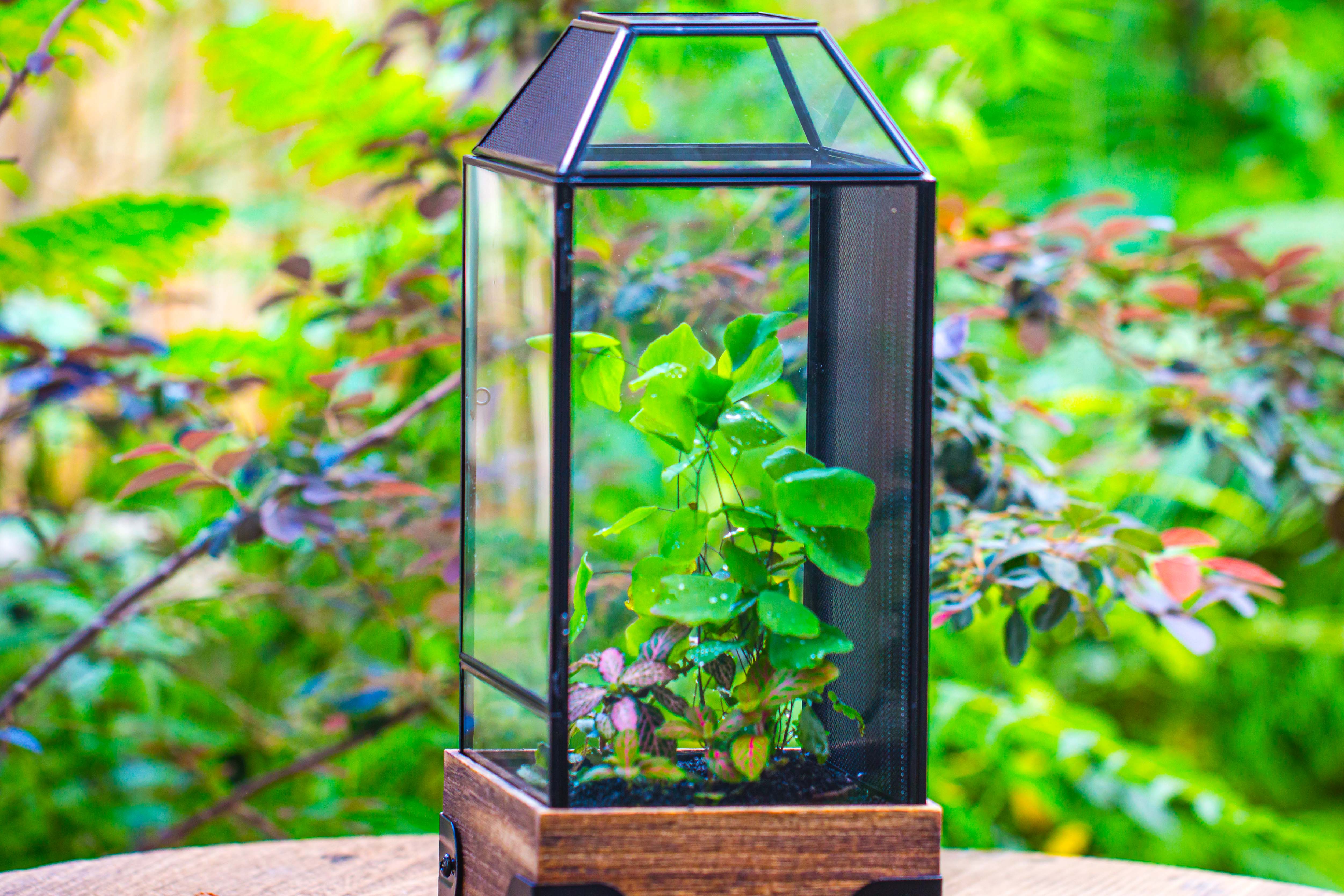 Handmade Glass Terrarium with Wood Base, Geometric Jumping Spider Enclosure, with Mesh Vent, for Plants, Snail, Insects - NCYPgarden