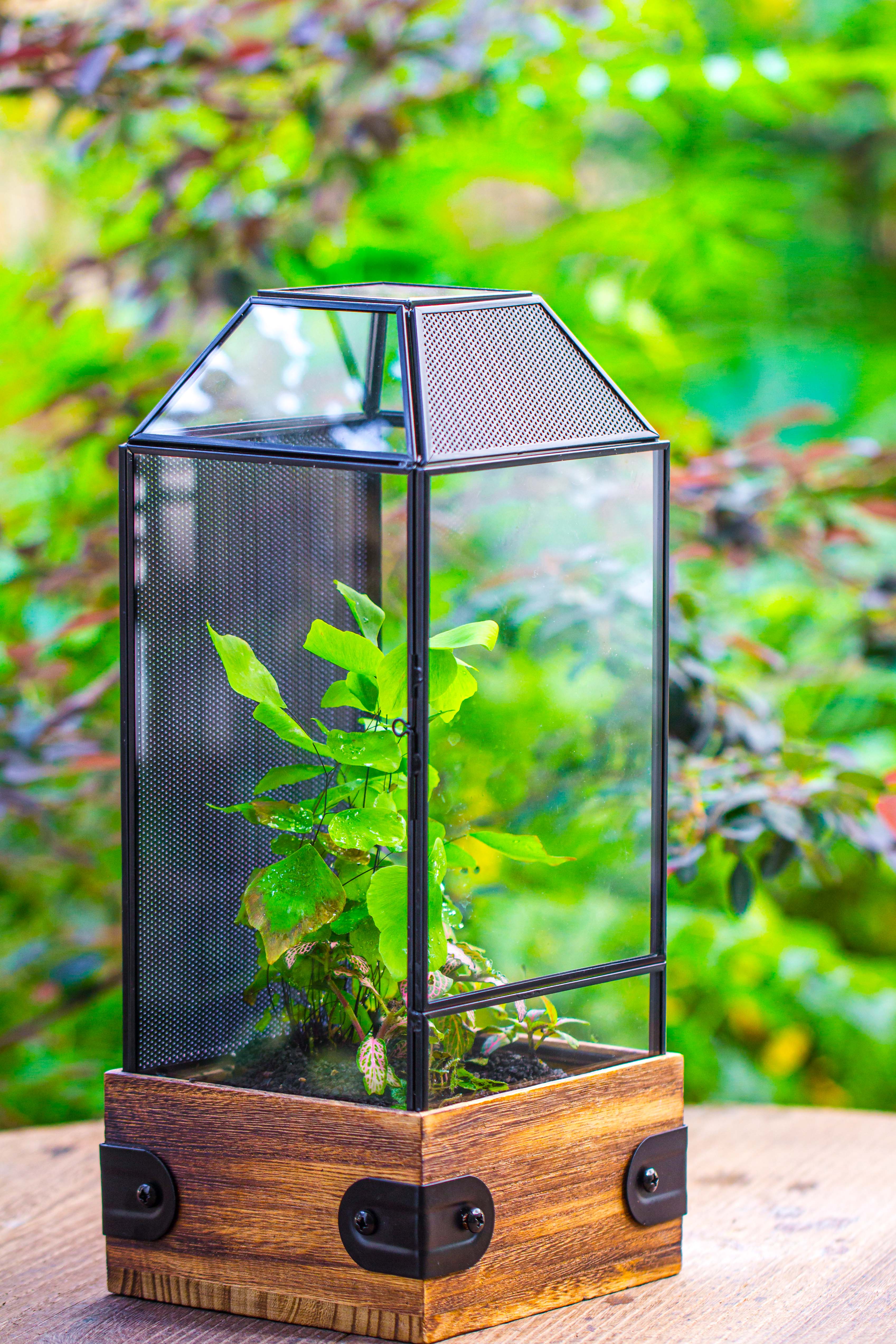 Handmade Glass Terrarium with Wood Base, Geometric Jumping Spider Enclosure, with Mesh Vent, for Plants, Snail, Insects - NCYPgarden