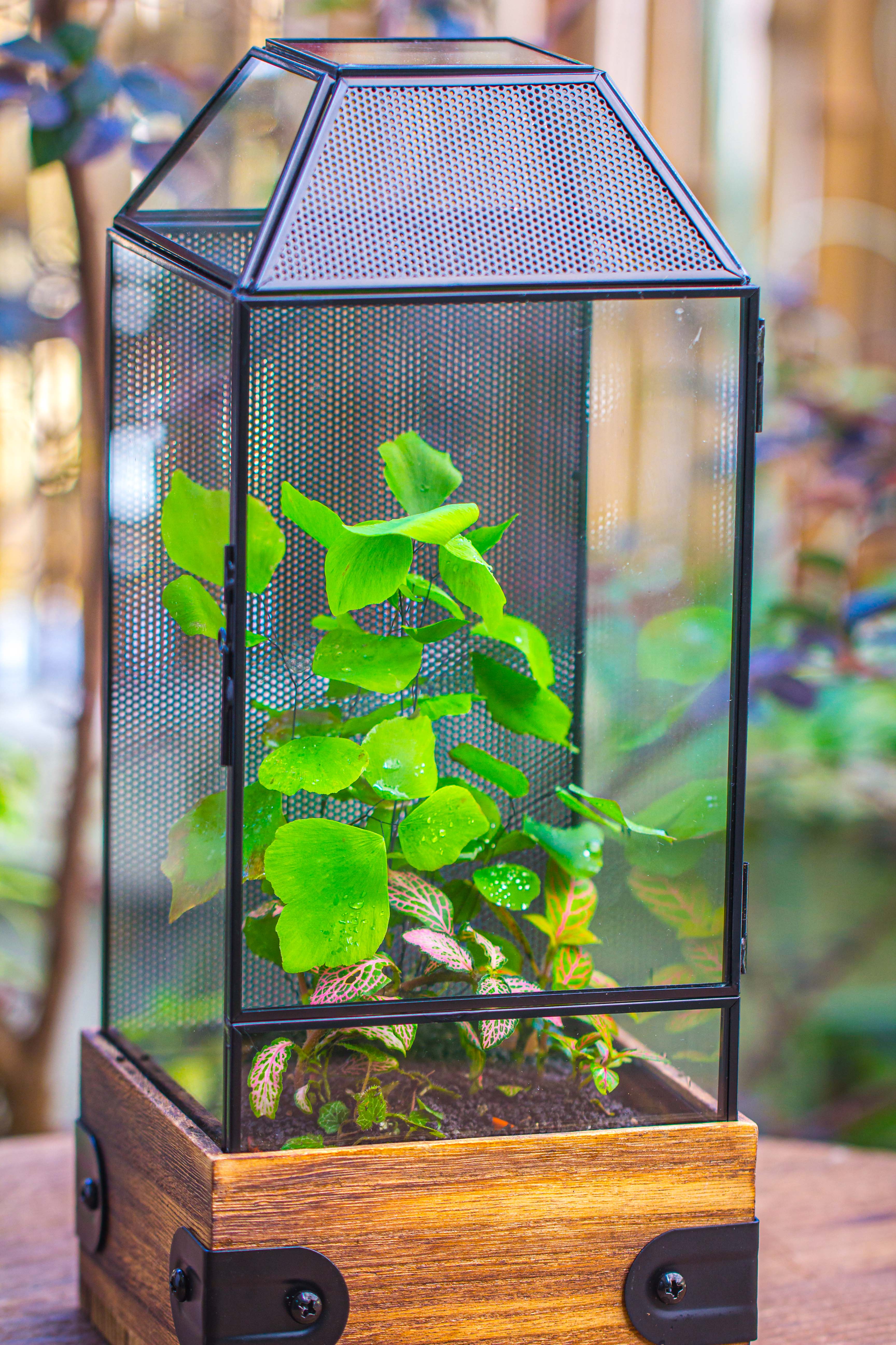Handmade Glass Terrarium with Wood Base, Geometric Jumping Spider Enclosure, with Mesh Vent, for Plants, Snail, Insects - NCYPgarden