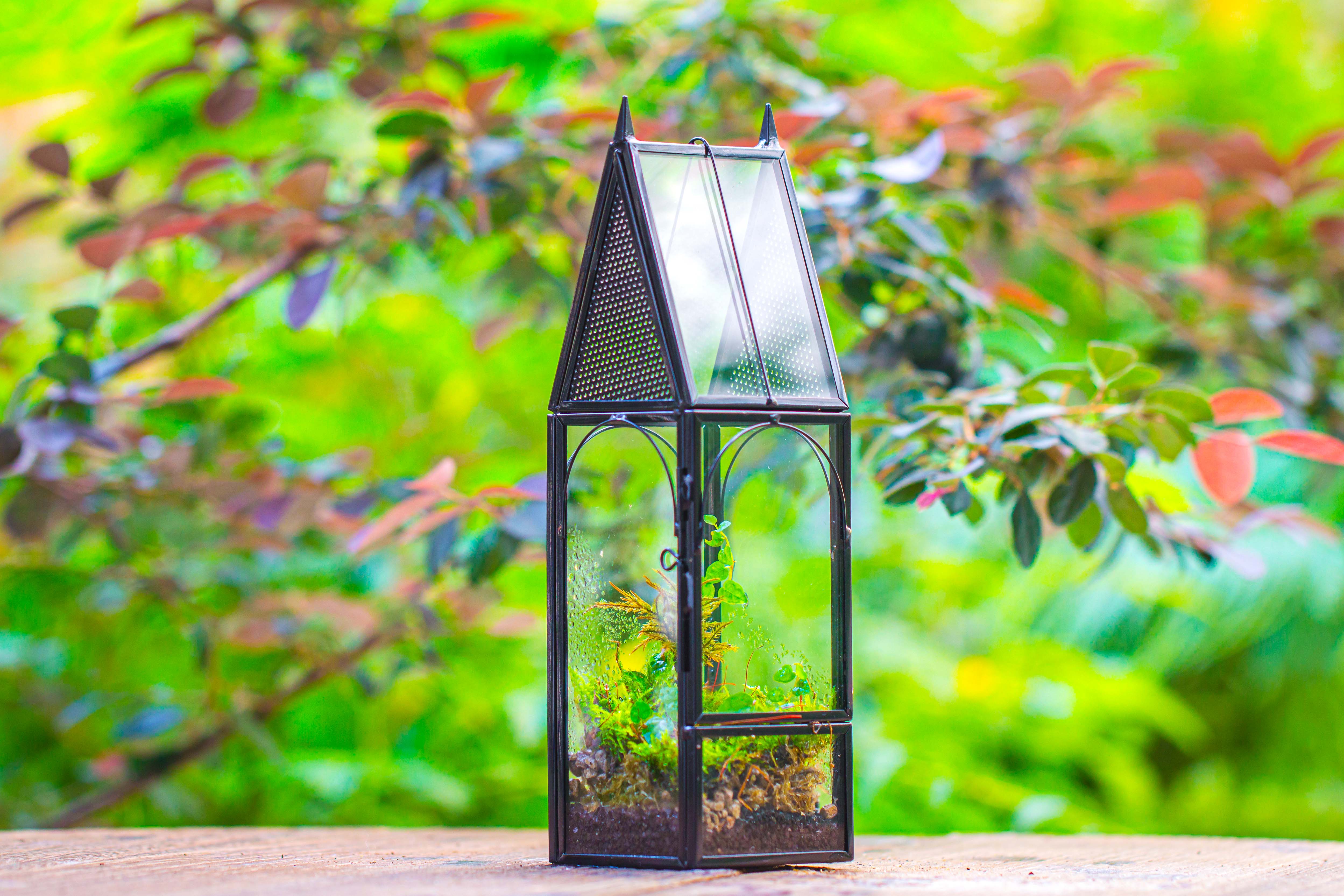 Mini tall house shape jumping spider terrarium - NCYPgarden