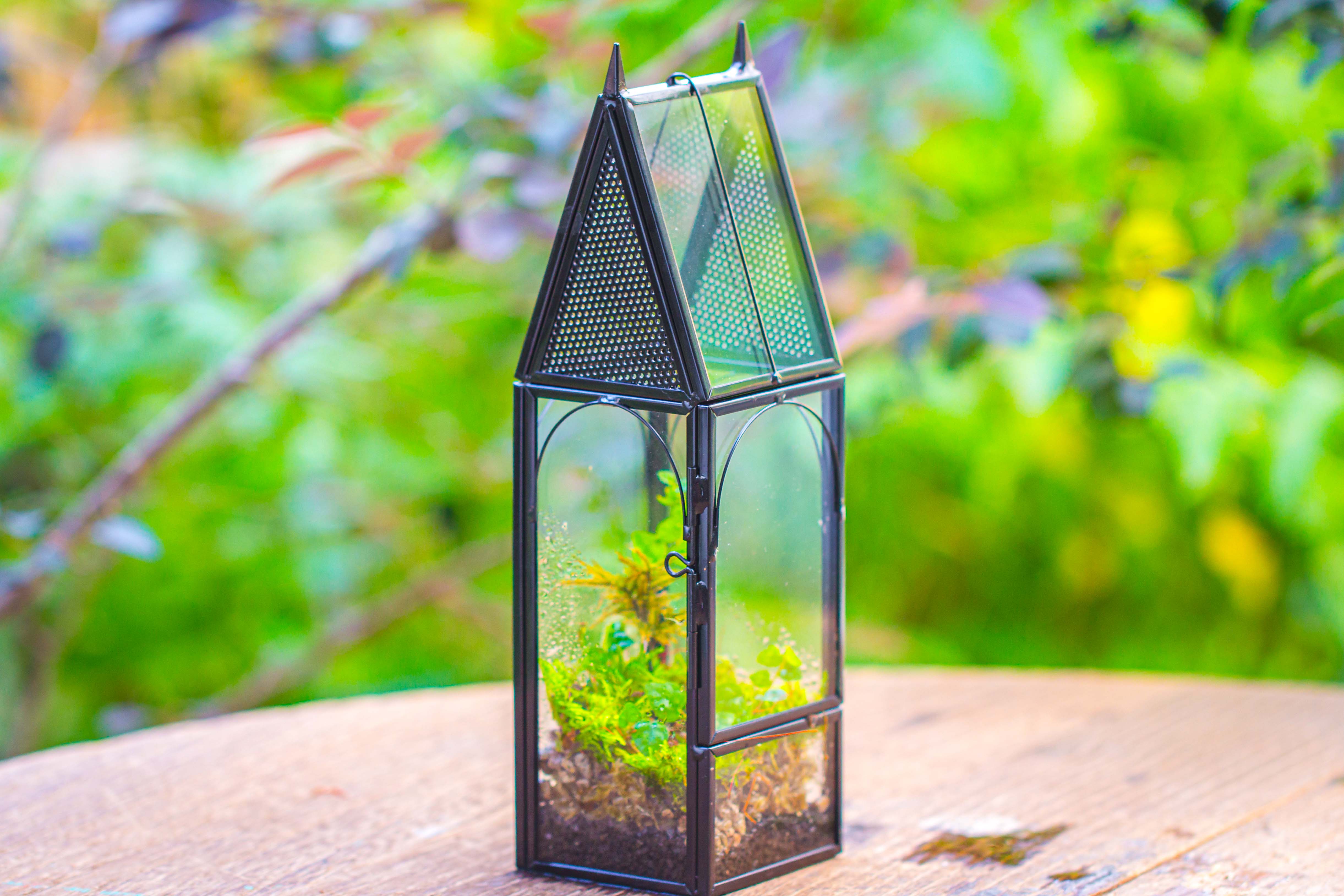 Mini tall house shape jumping spider terrarium - NCYPgarden