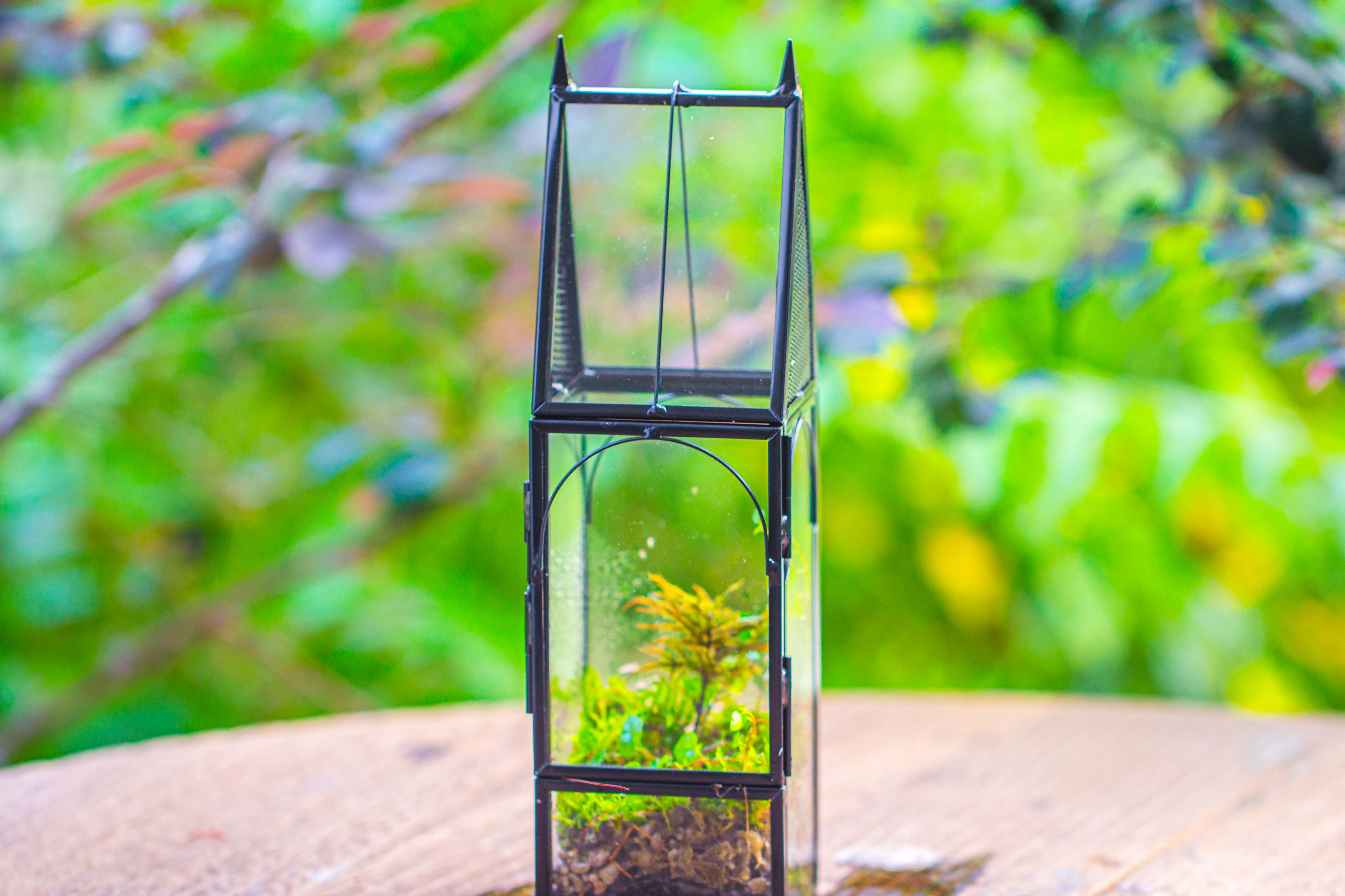 Mini tall house shape jumping spider terrarium - NCYPgarden