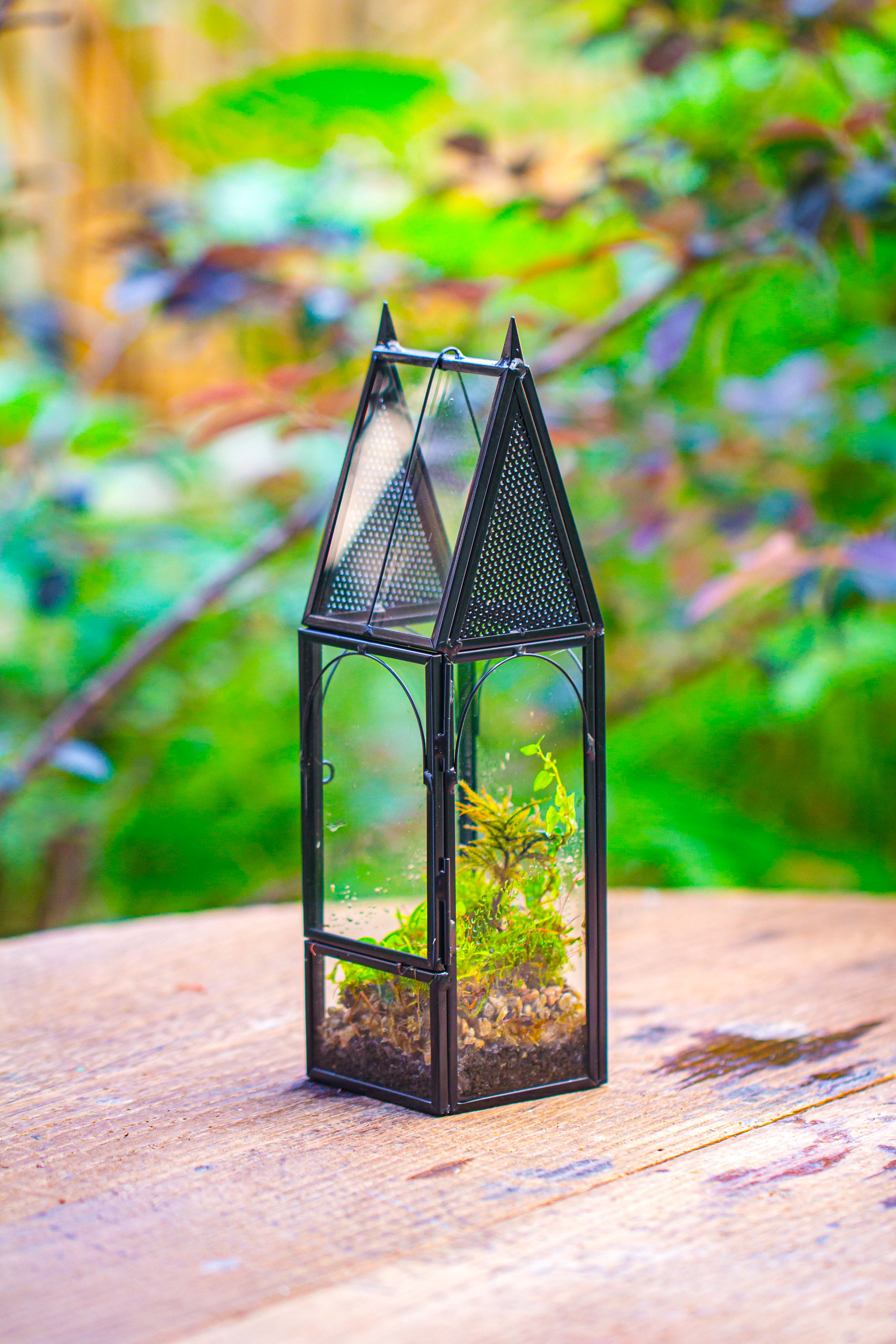 Mini tall house shape jumping spider terrarium - NCYPgarden