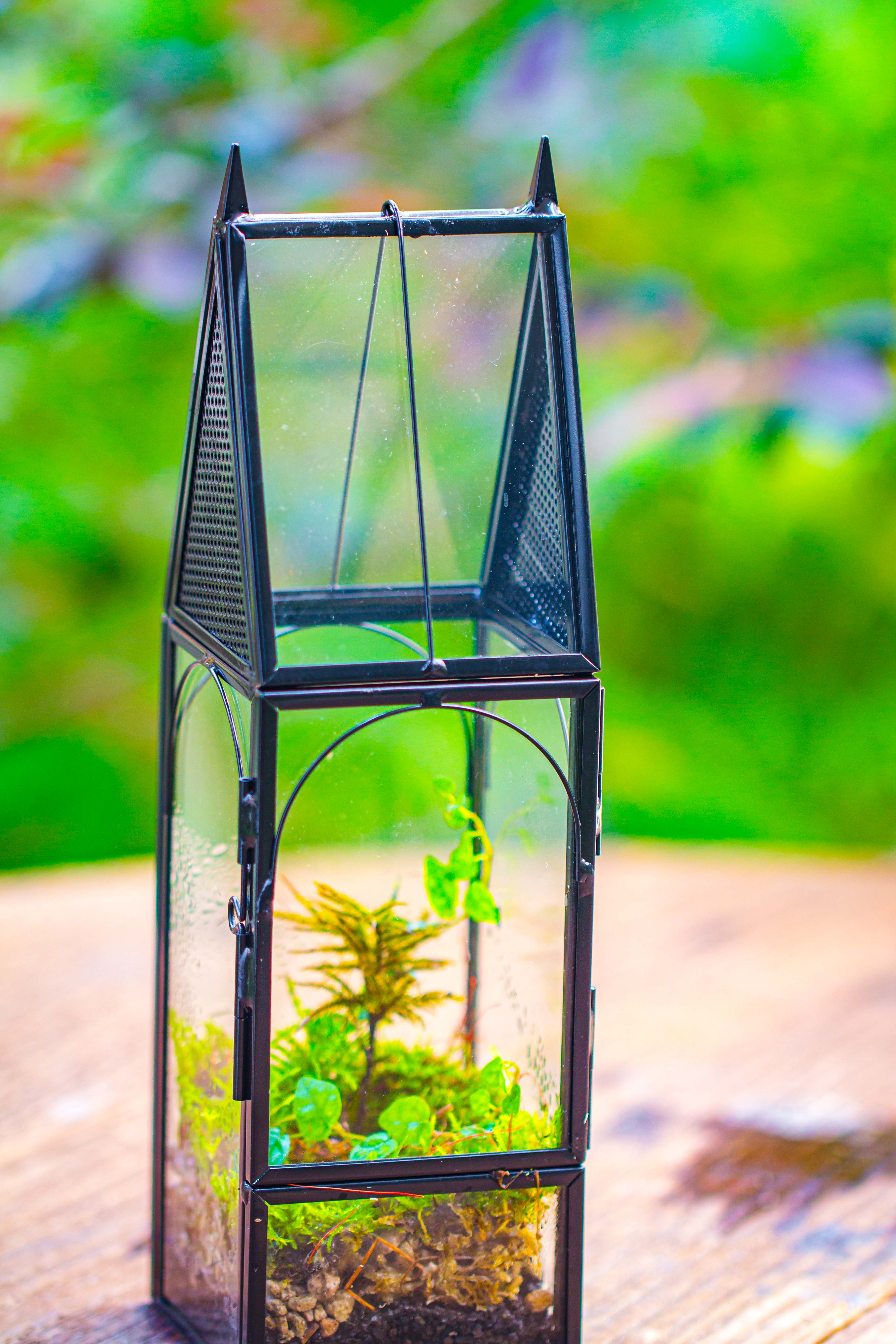 Mini tall house shape jumping spider terrarium - NCYPgarden
