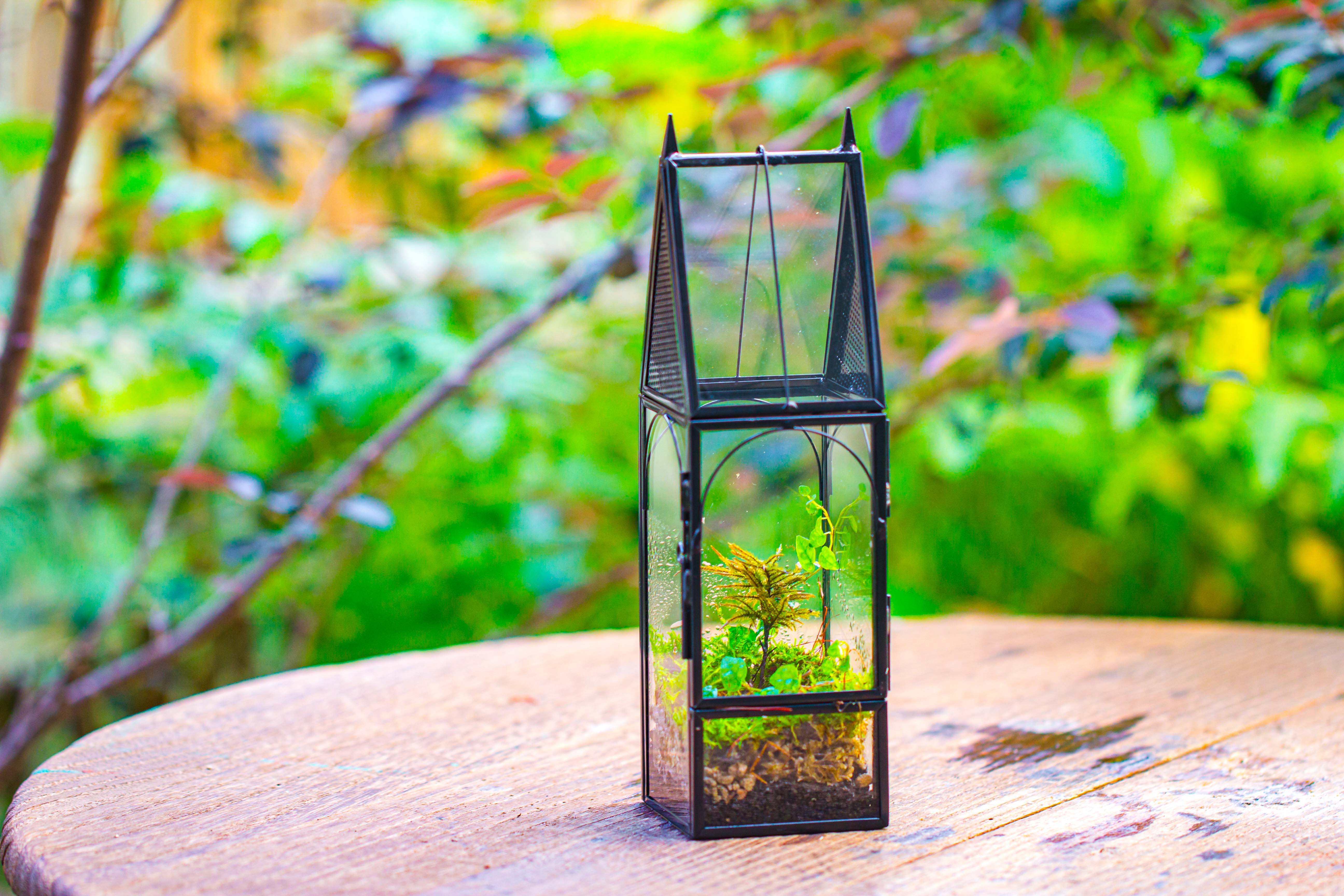 Mini tall house shape jumping spider terrarium - NCYPgarden