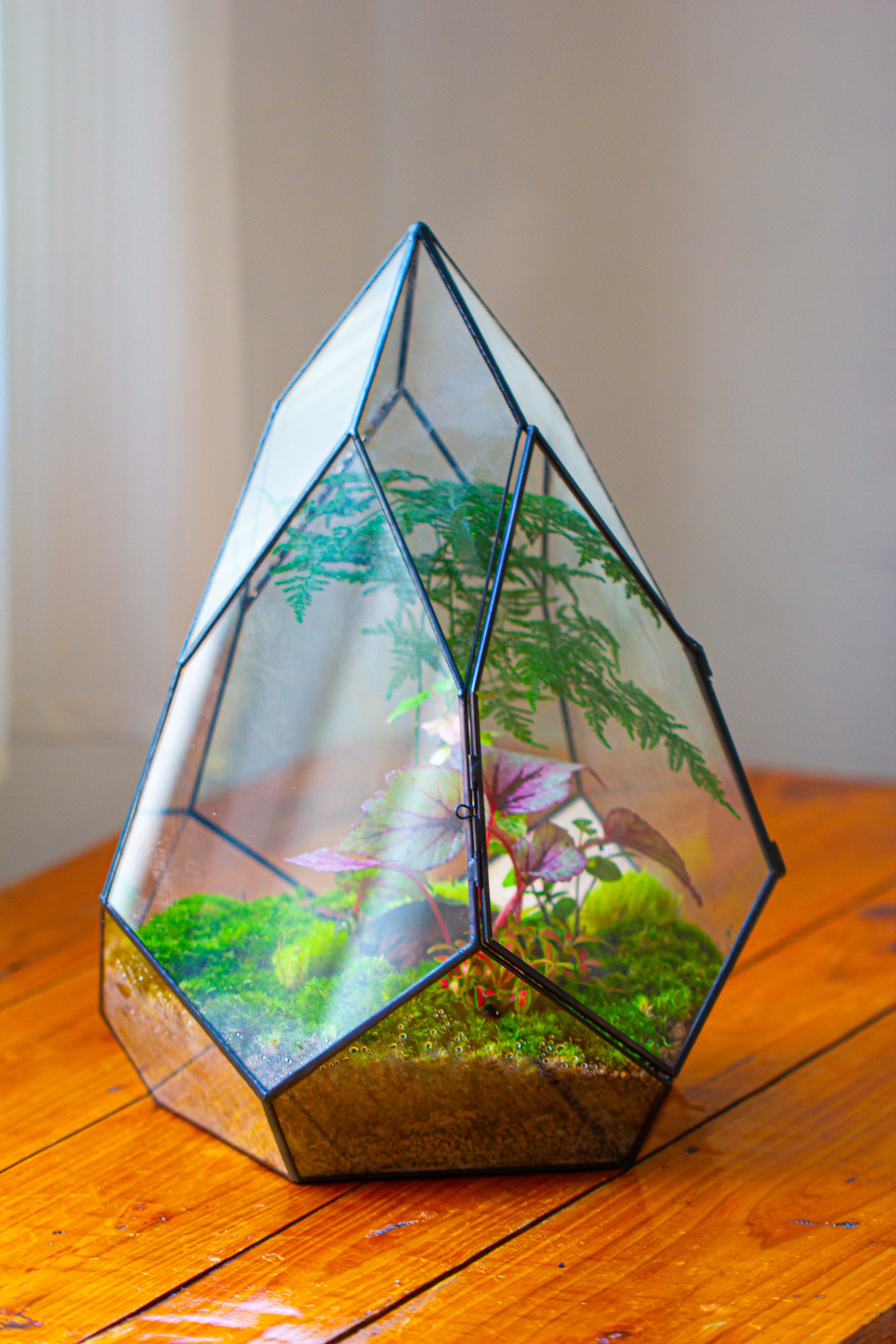 Large 16" tall and wide teardrop tin and glass terrarium, close, with door - NCYPgarden