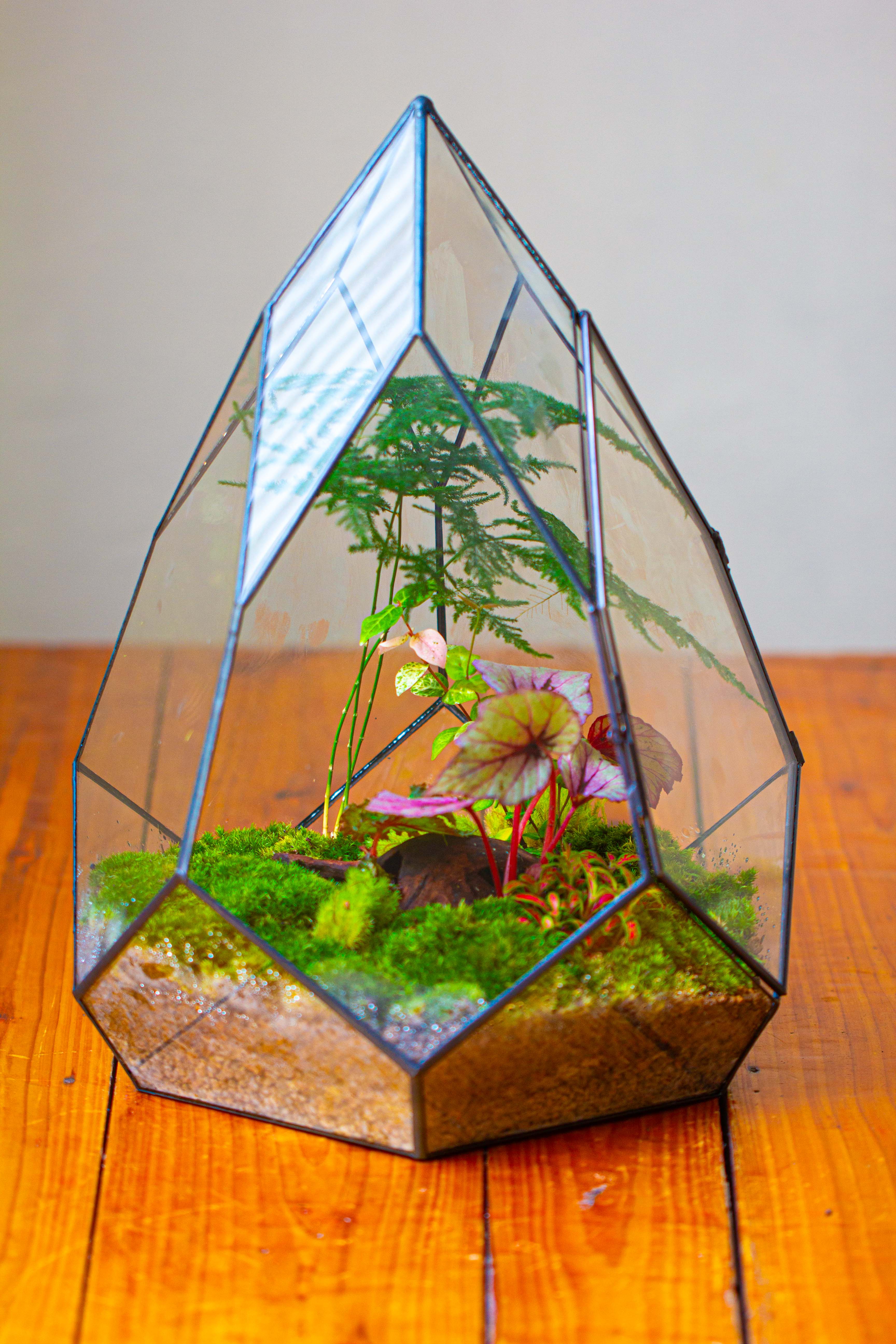 Large 16" tall and wide teardrop tin and glass terrarium, close, with door - NCYPgarden
