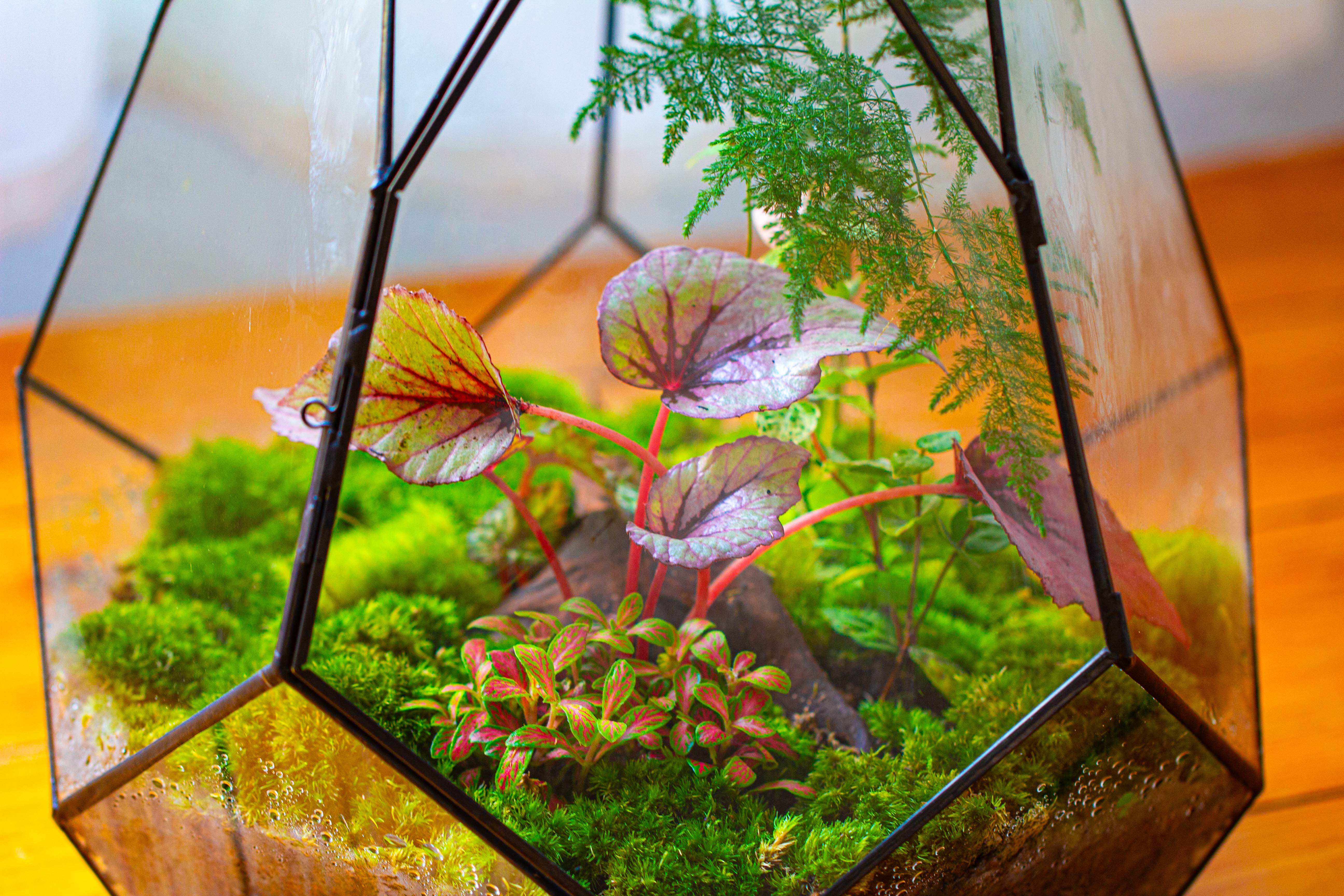 Large 16" tall and wide teardrop tin and glass terrarium, close, with door - NCYPgarden