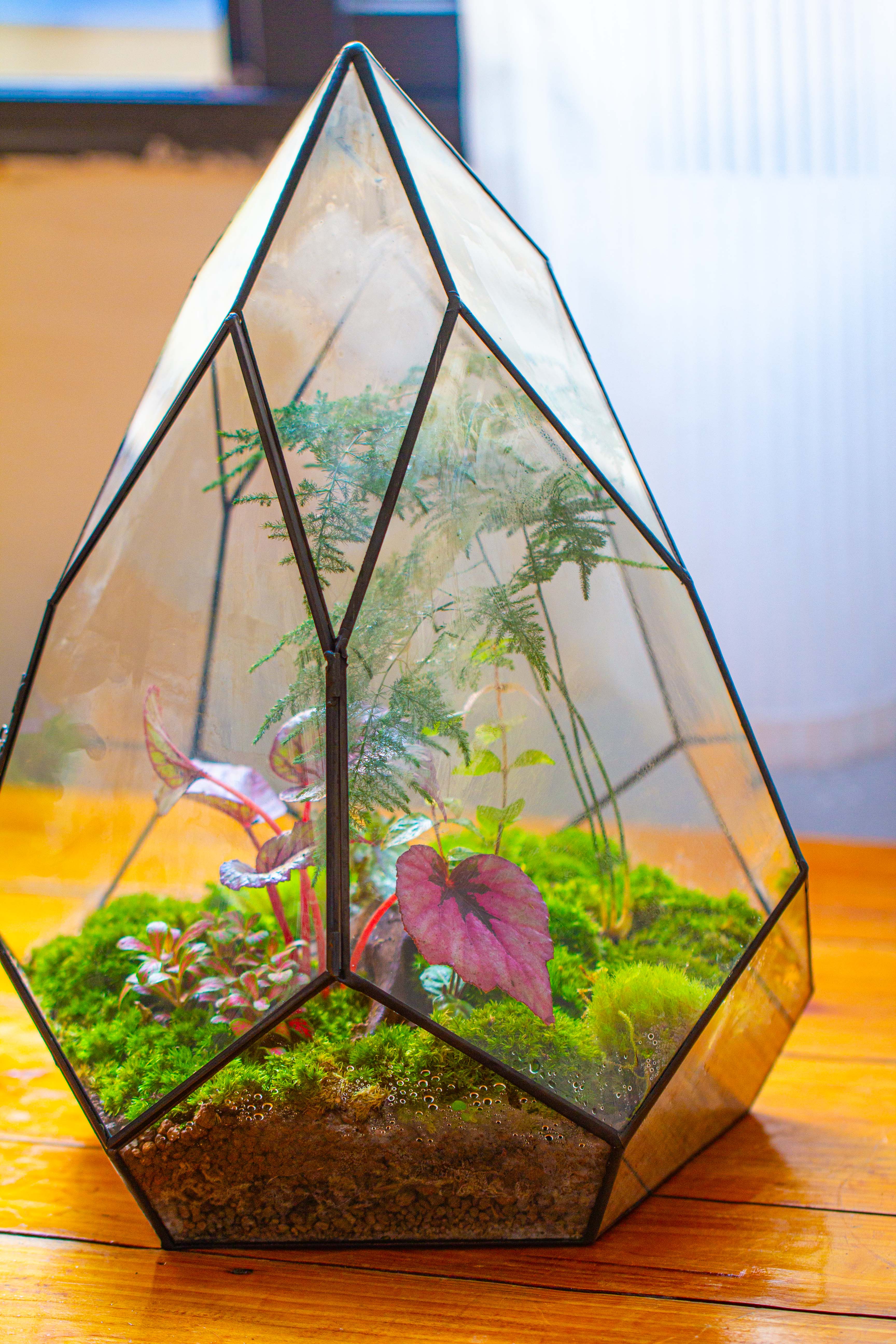 Large 16" tall and wide teardrop tin and glass terrarium, close, with door - NCYPgarden