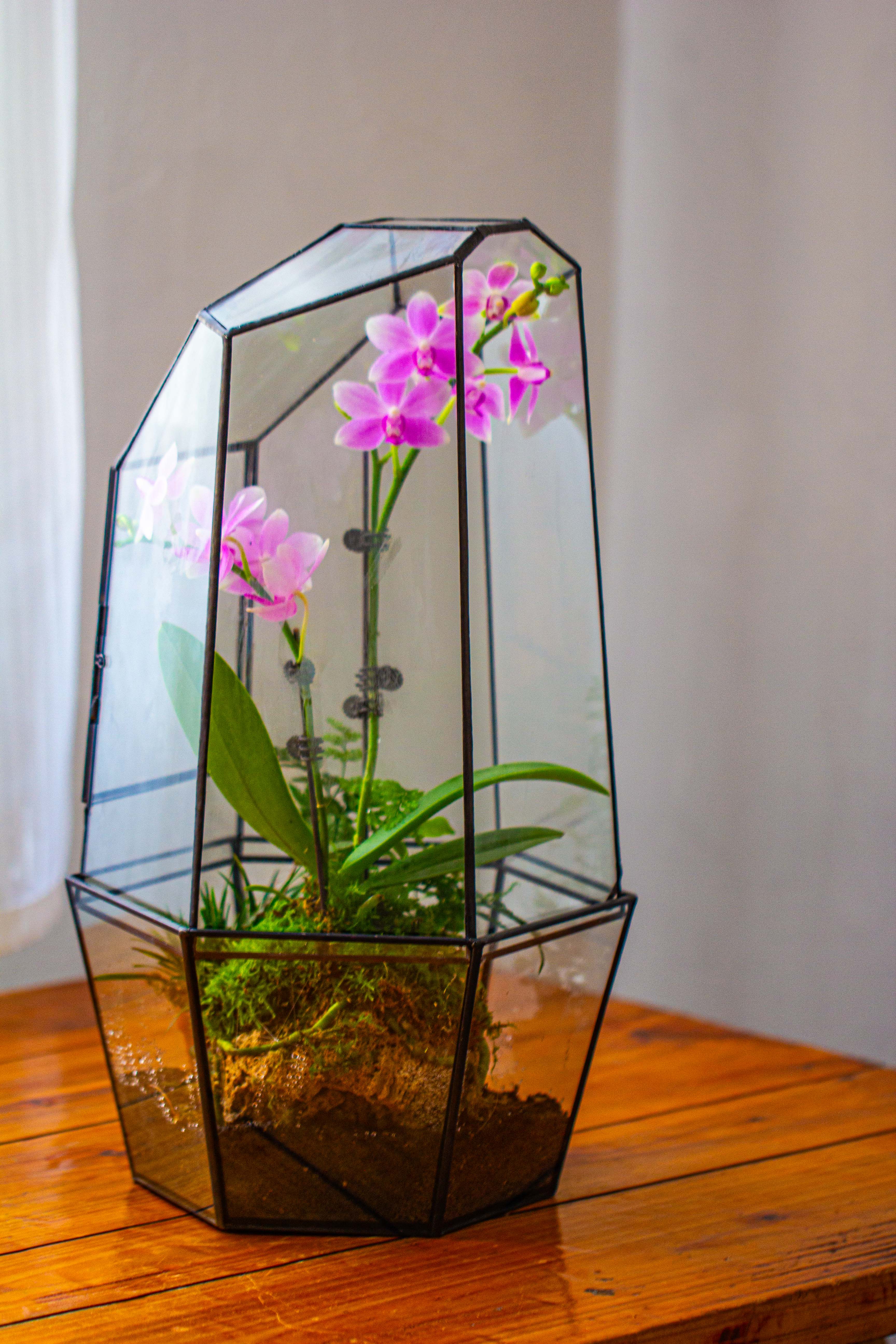 Large 2-Part 18.9" tall Close Glass Terrarium for orchid, fern, moss, Watertight - NCYPgarden