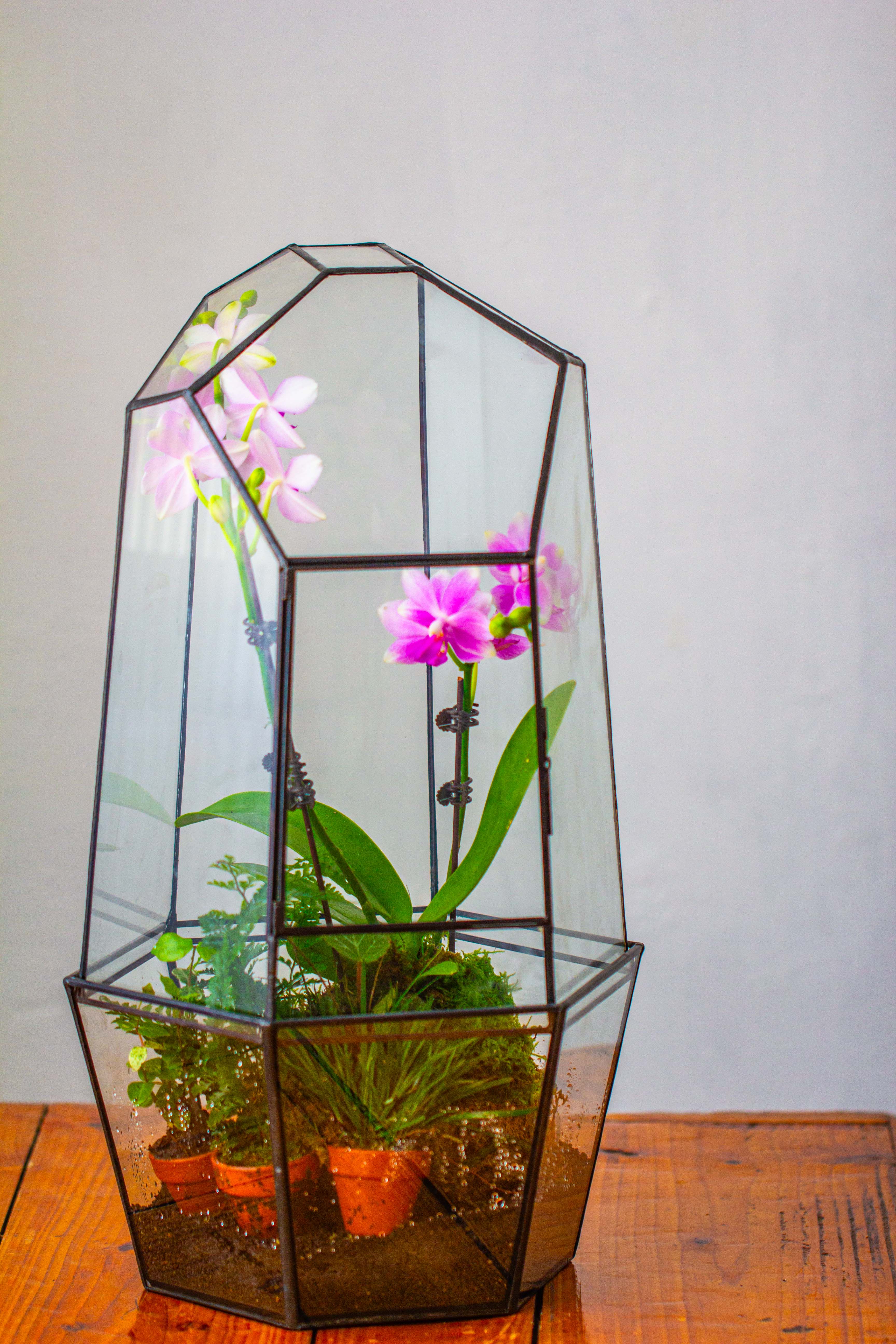 Large 2-Part 18.9" tall Close Glass Terrarium for orchid, fern, moss, Watertight - NCYPgarden