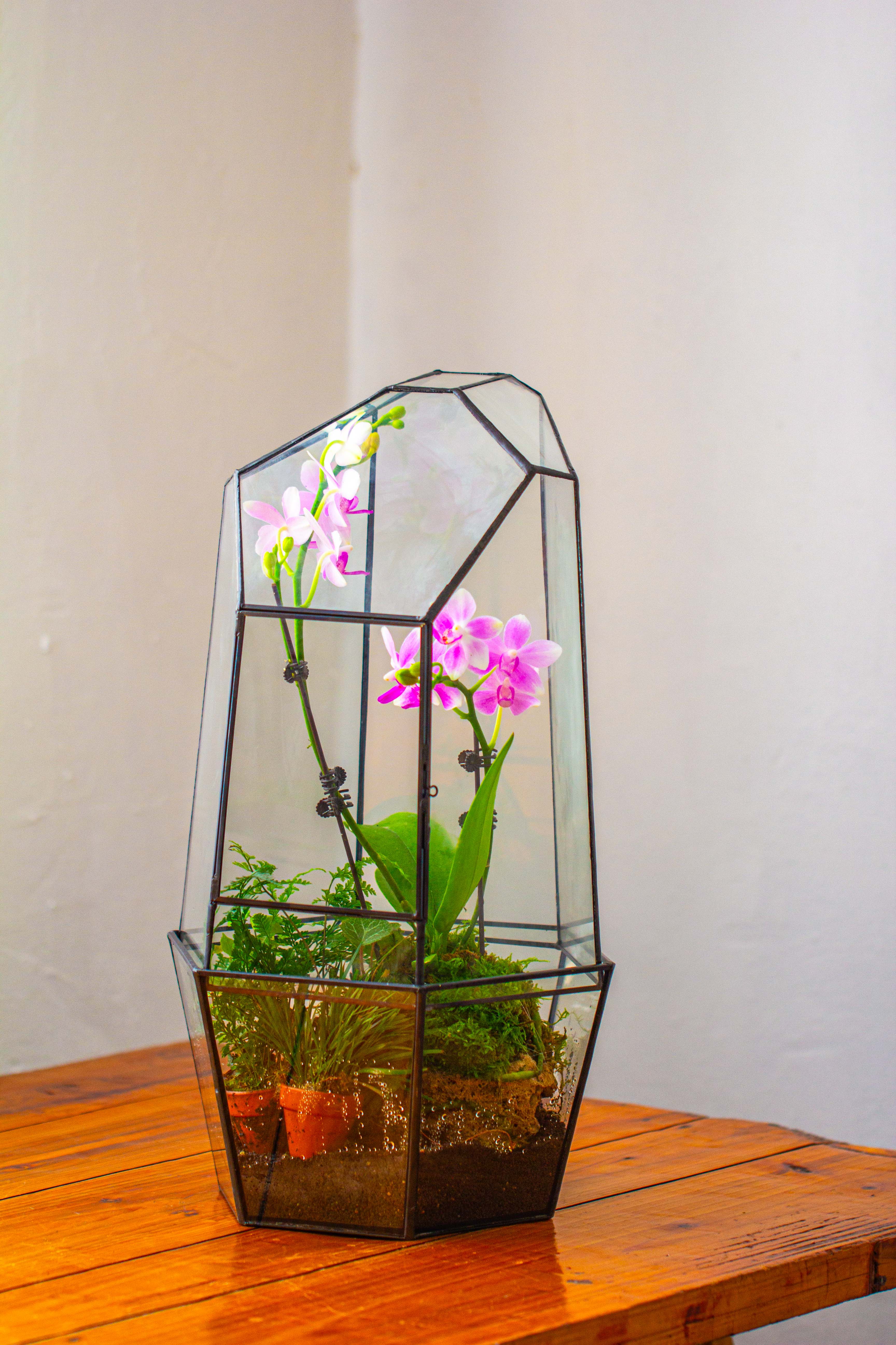Large 2-Part 18.9" tall Close Glass Terrarium for orchid, fern, moss, Watertight - NCYPgarden